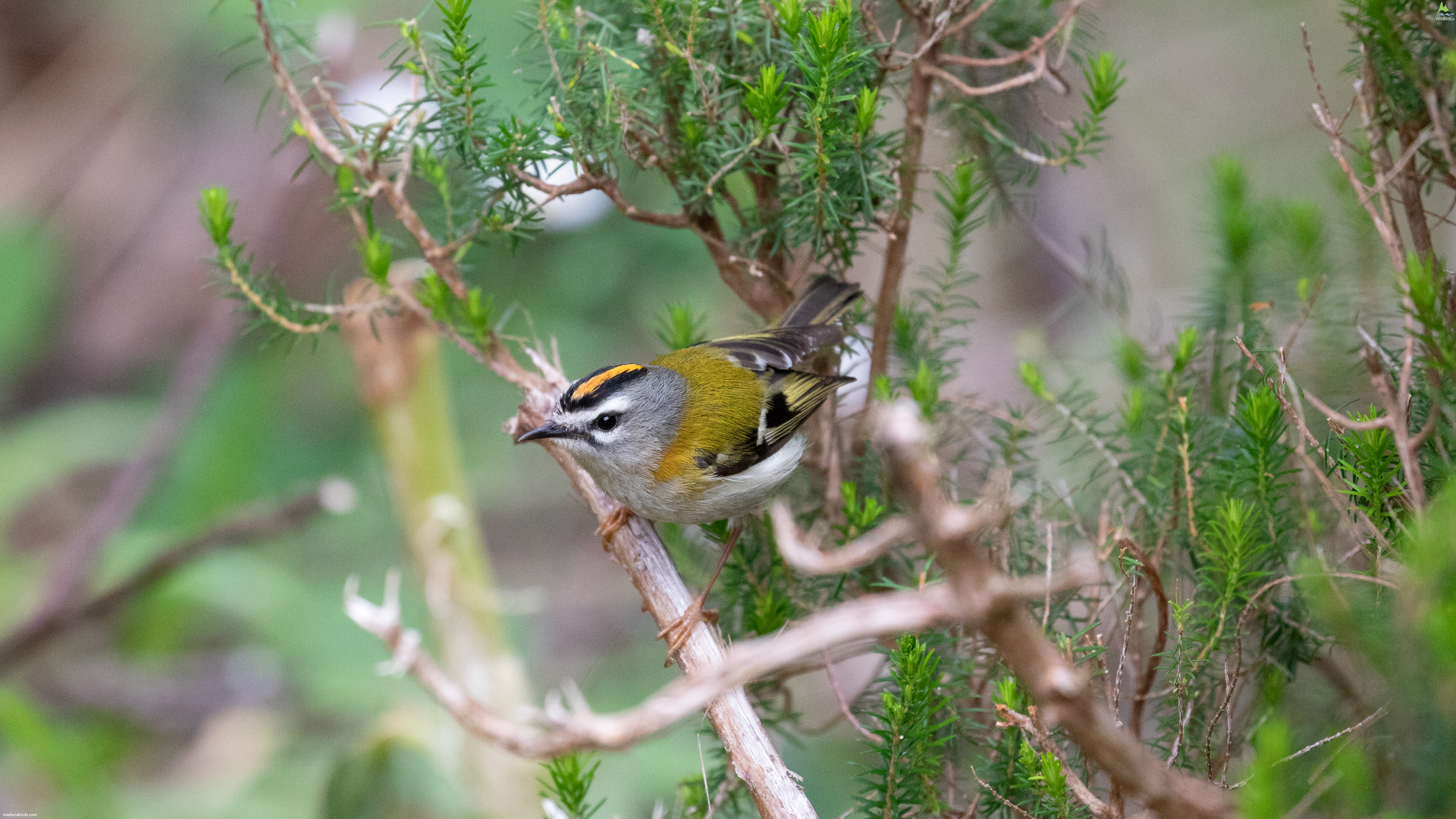 Madeira Firecrest Regulus madeirensis