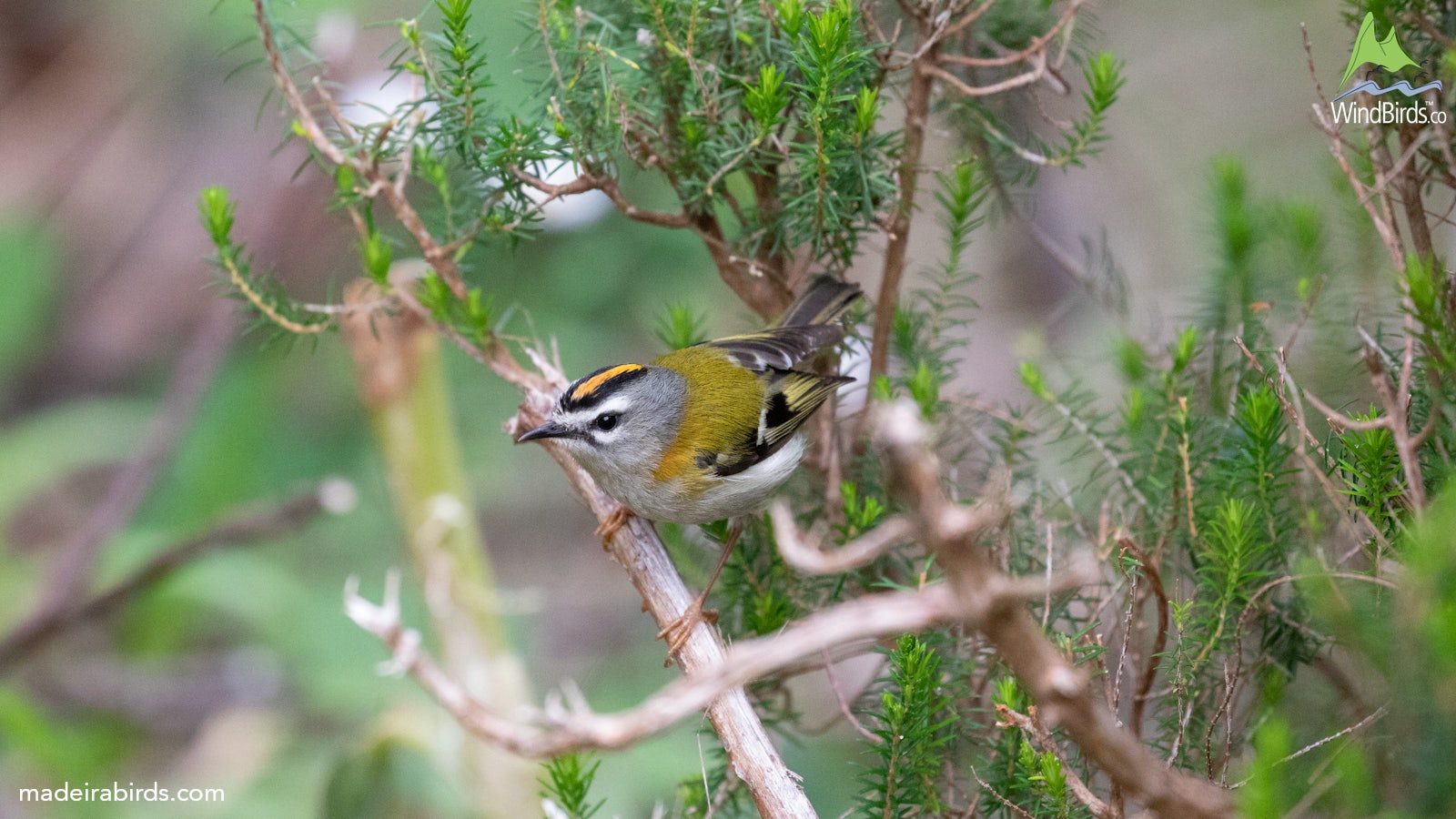 Madeira Firecrest Regulus madeirensis