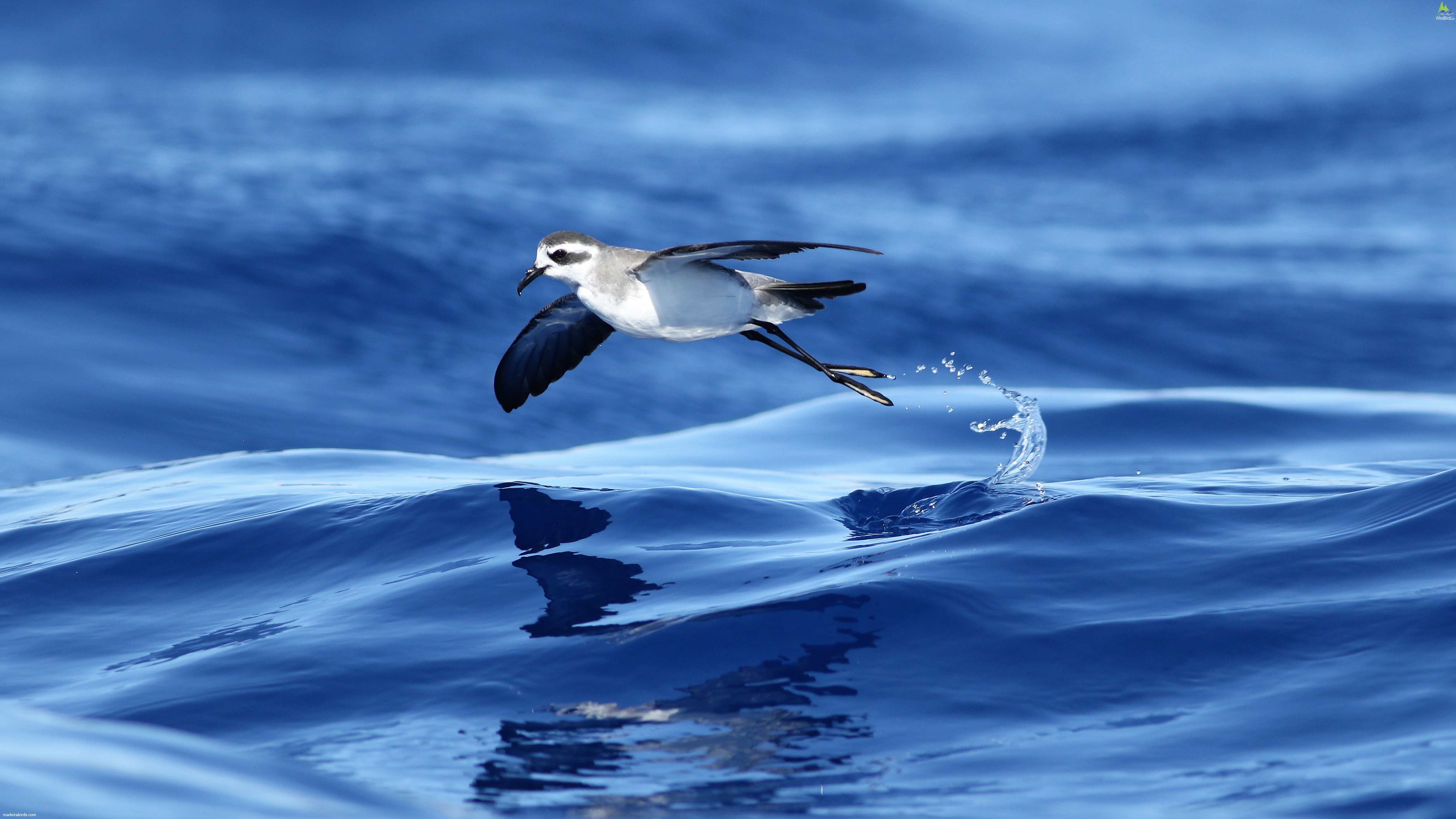 White-faced Storm Petrel Pelagodroma marina hypoleuca