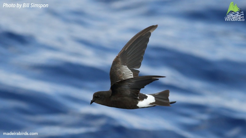 Wilson Storm Petrel Oceanites oceanicus