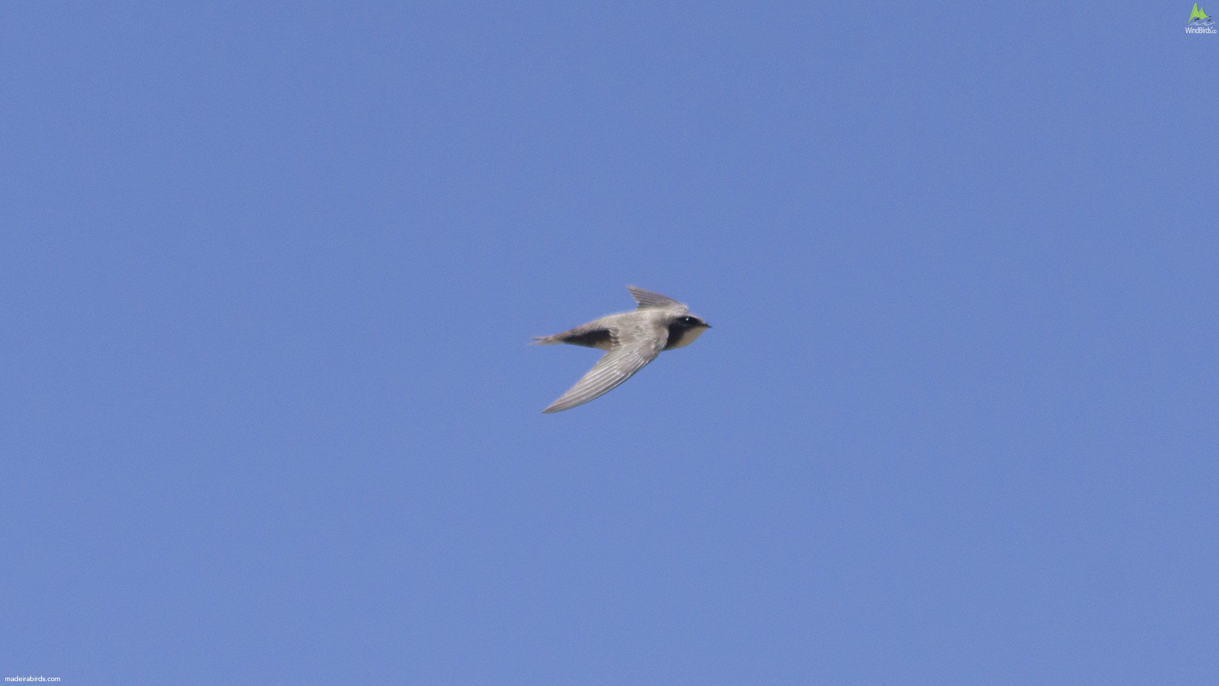 Alpine Swift Tachymarptis melba