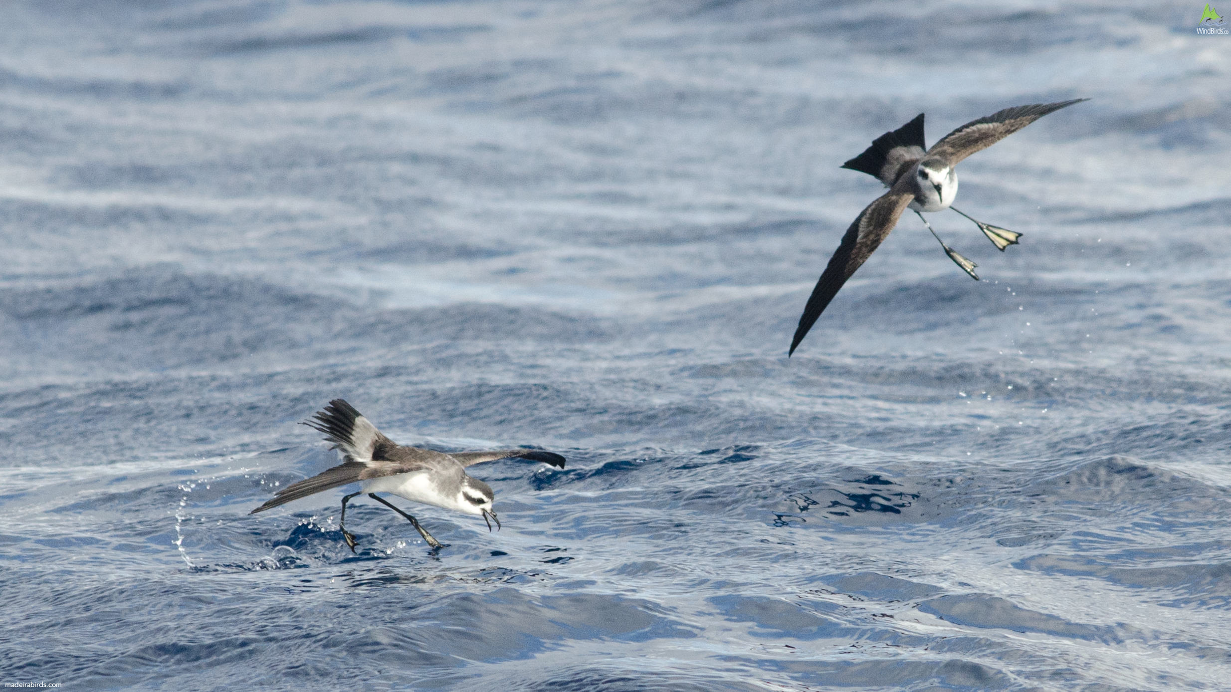 White-faced Storm Petrel Pelagodroma marina hypoleuca
