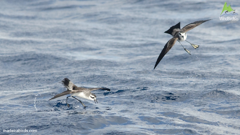 White-faced Storm Petrel Pelagodroma marina hypoleuca