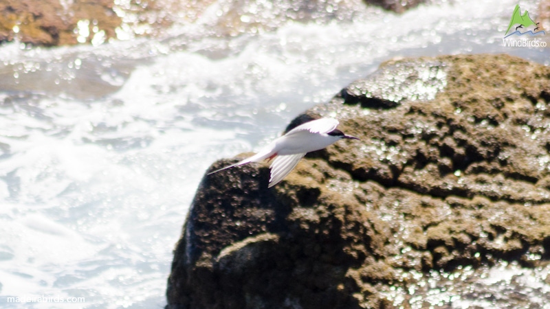 Roseate Tern Sterna dougallii