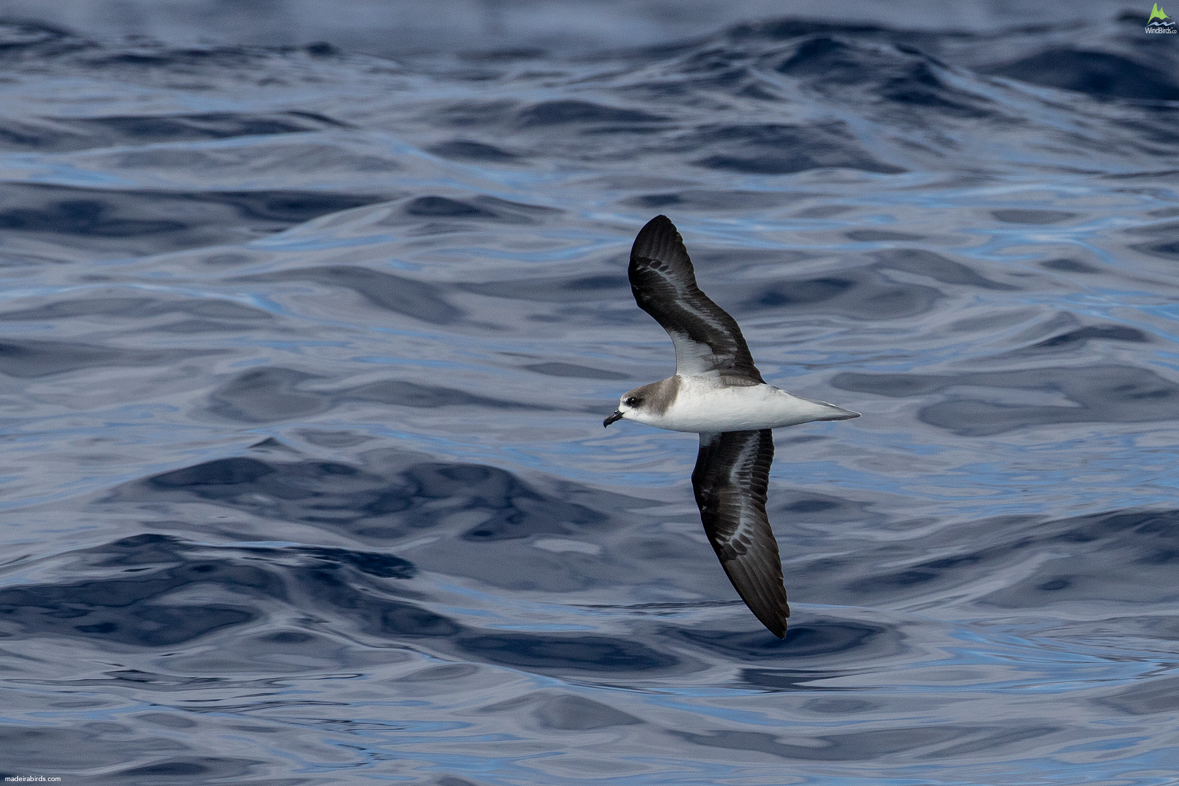 Zino's Petrel Pterodroma madeira