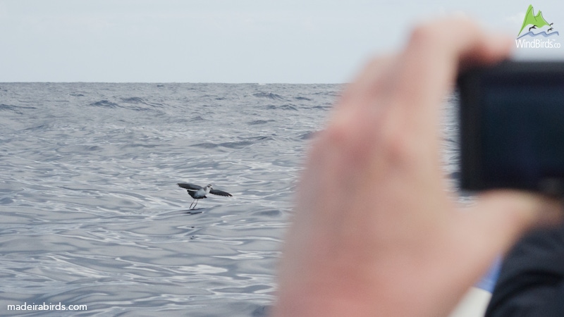 White-faced Storm Petrel Pelagodroma marina hypoleuca