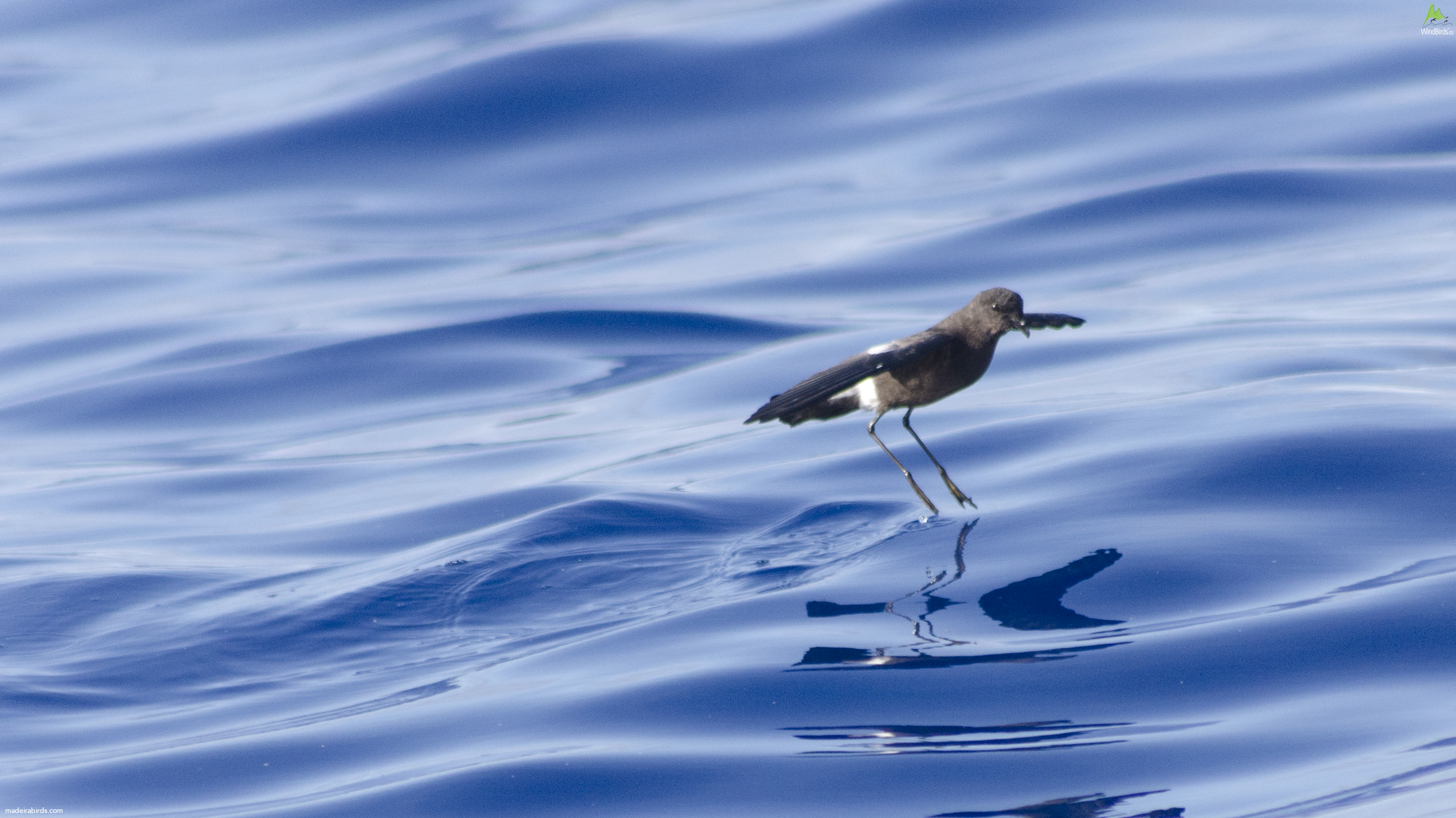 Wilson's Storm-petrel Oceanites oceanicus