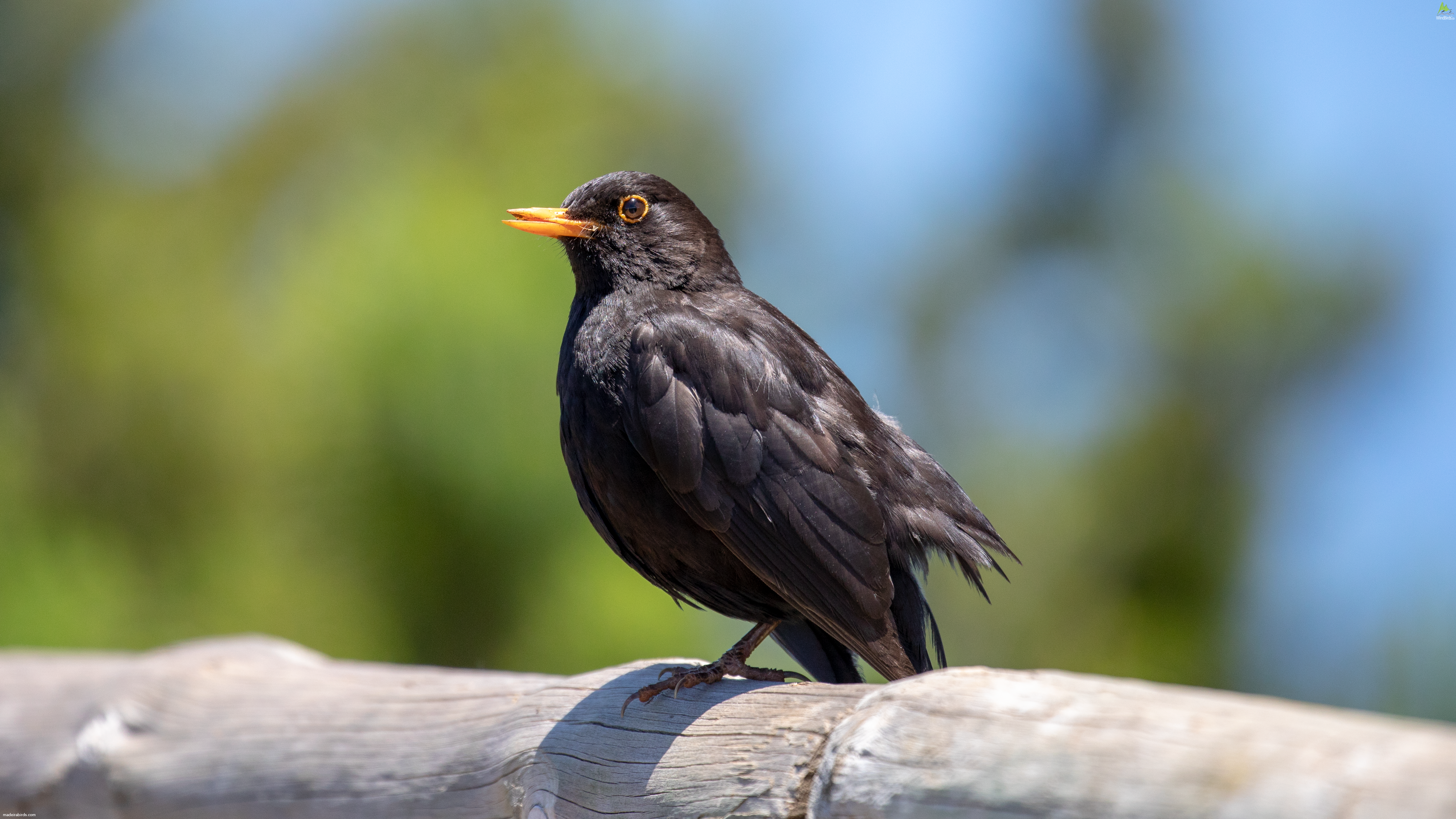 Common Blackbird Turdus merula cabrerae
