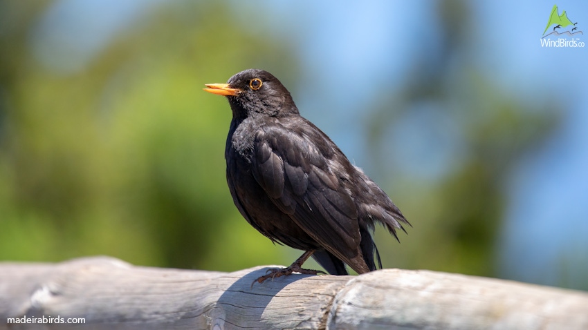 Common Blackbird Turdus merula cabrerae