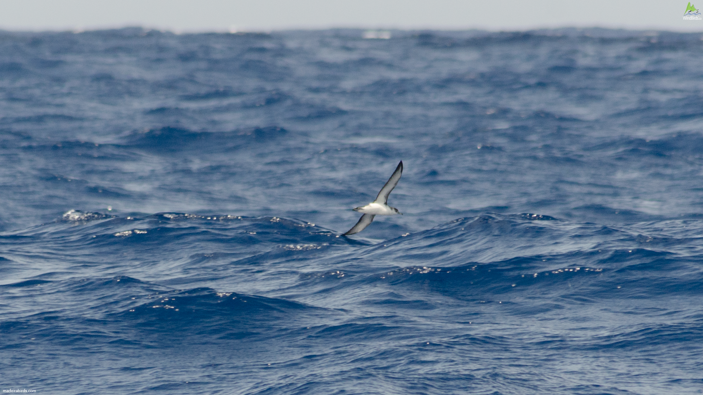 Barolo’s Shearwater Puffinus baroli