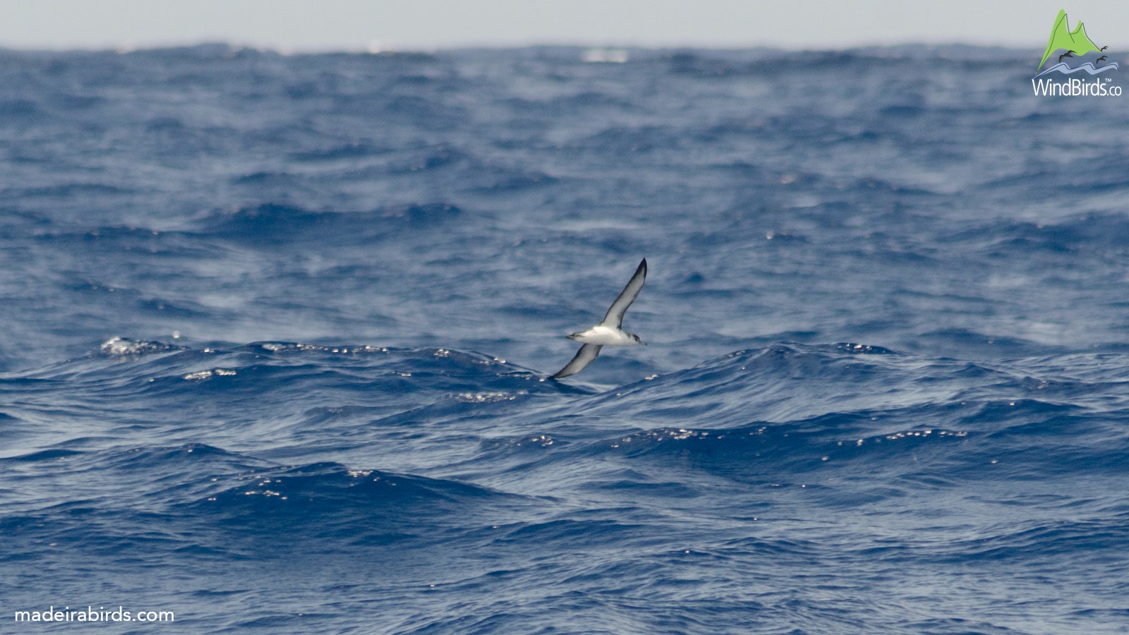 Barolo’s Shearwater Puffinus baroli