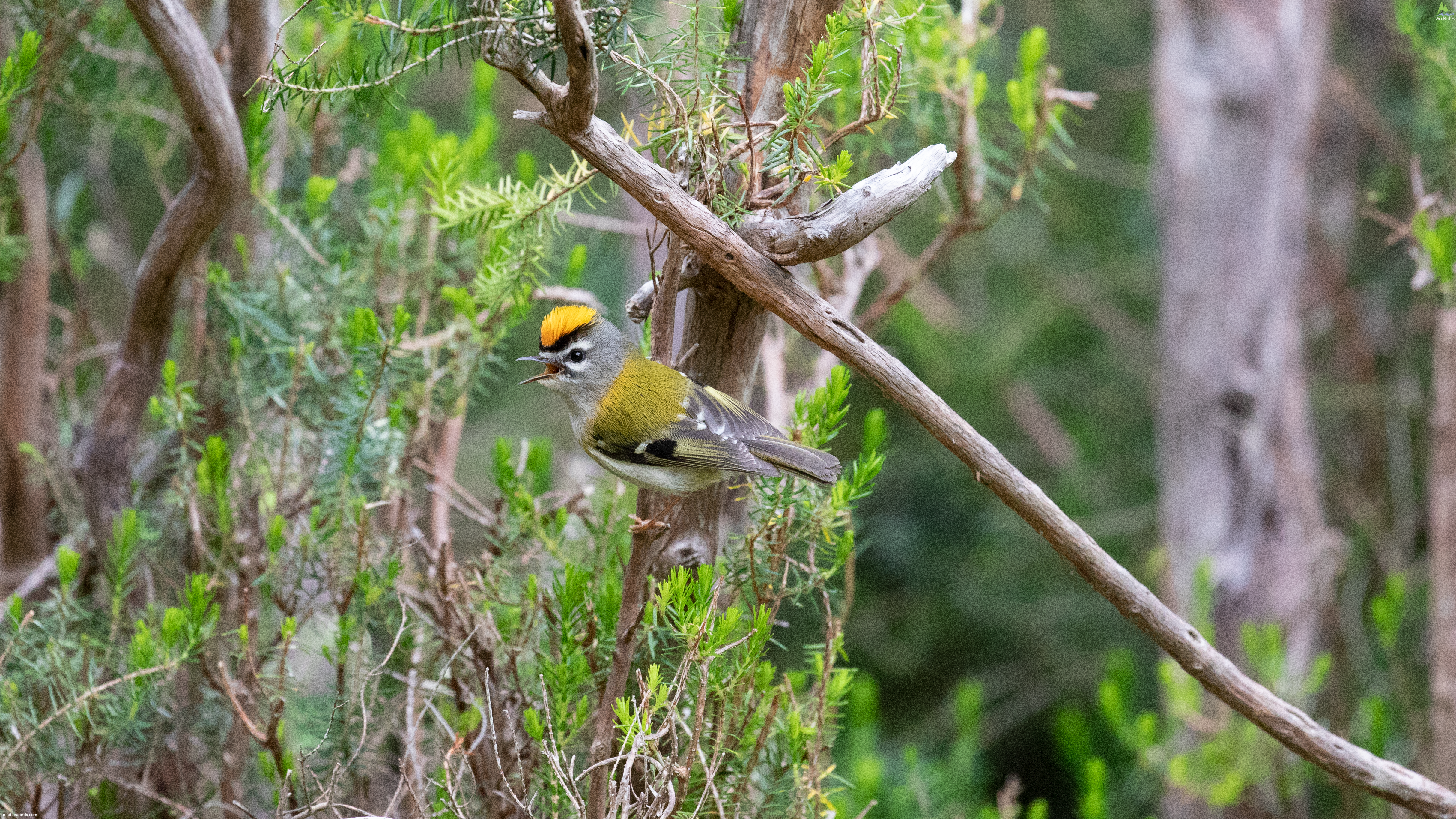 Madeira Firecrest Regulus madeirensis