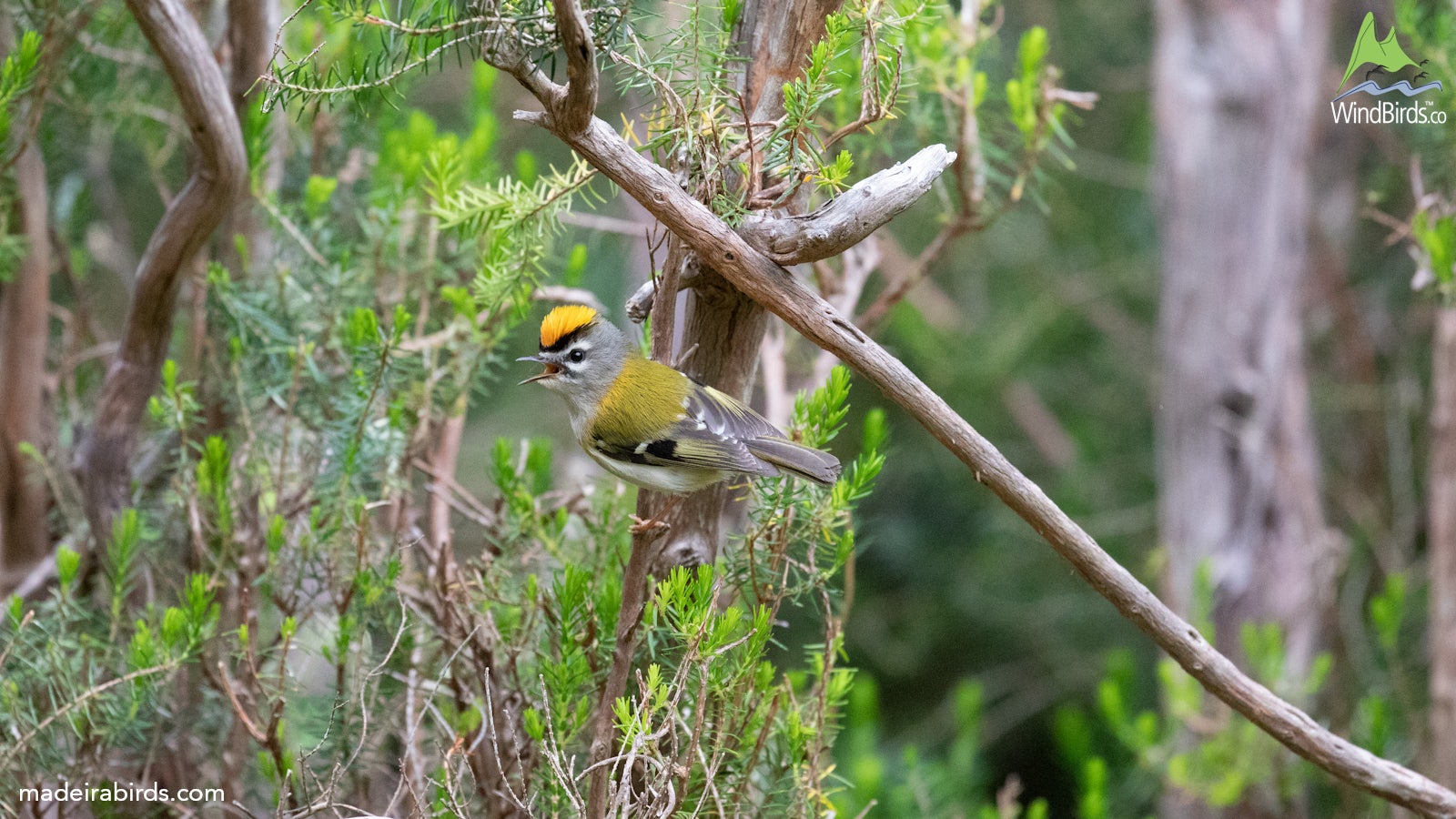 Madeira Firecrest Regulus madeirensis