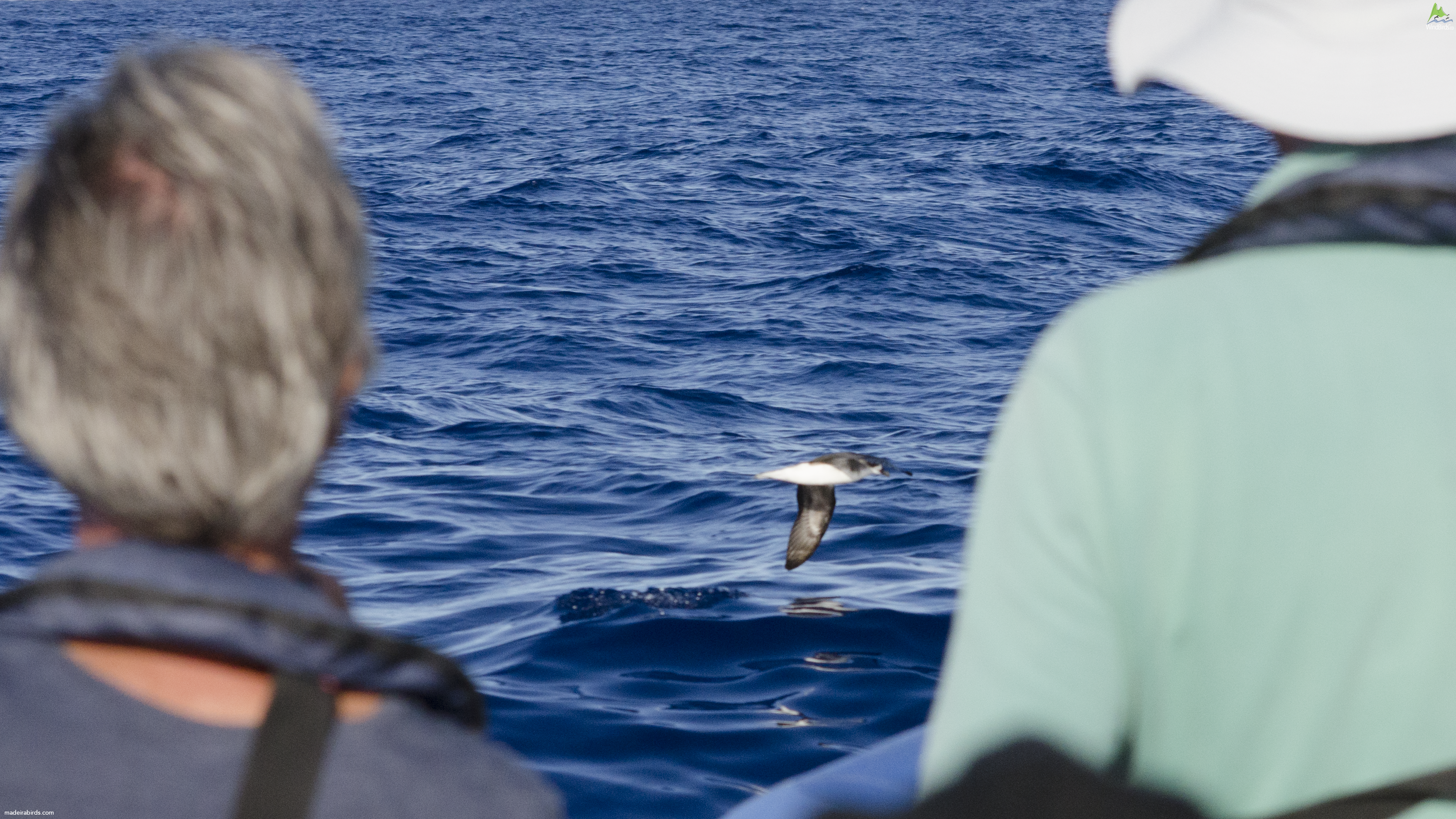 Fea's petrel Pterodroma feae/deserta