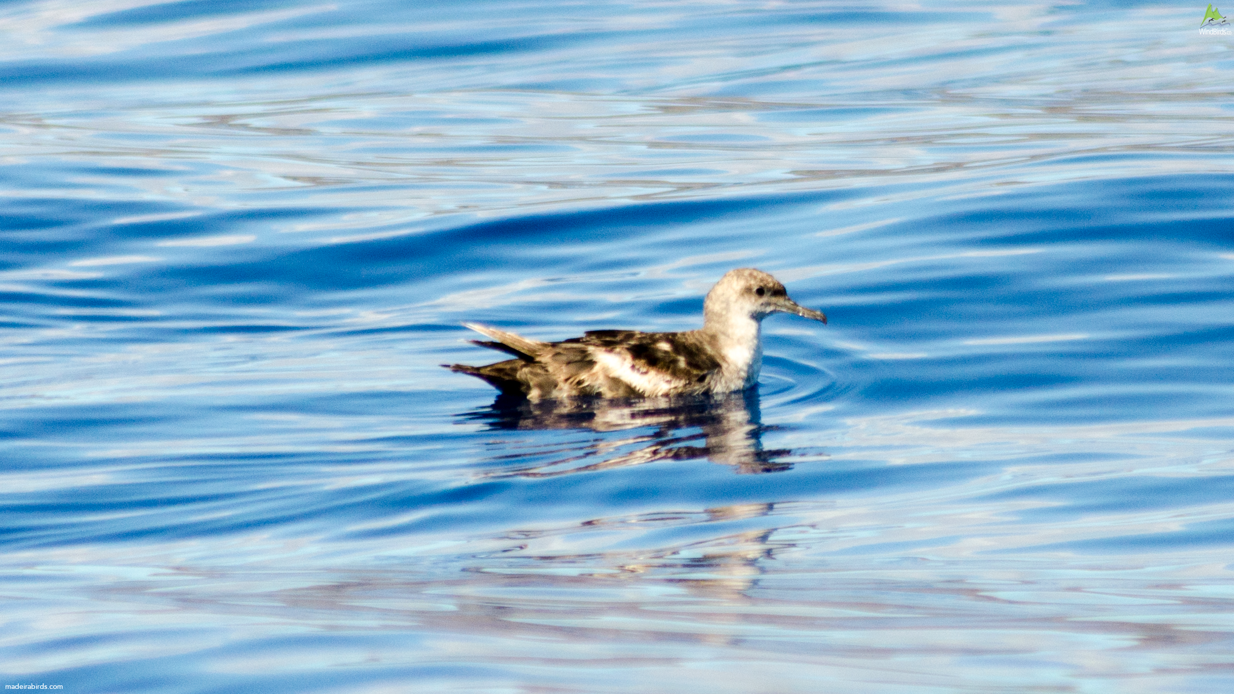Balearic shearwater Puffinus mauretanicus