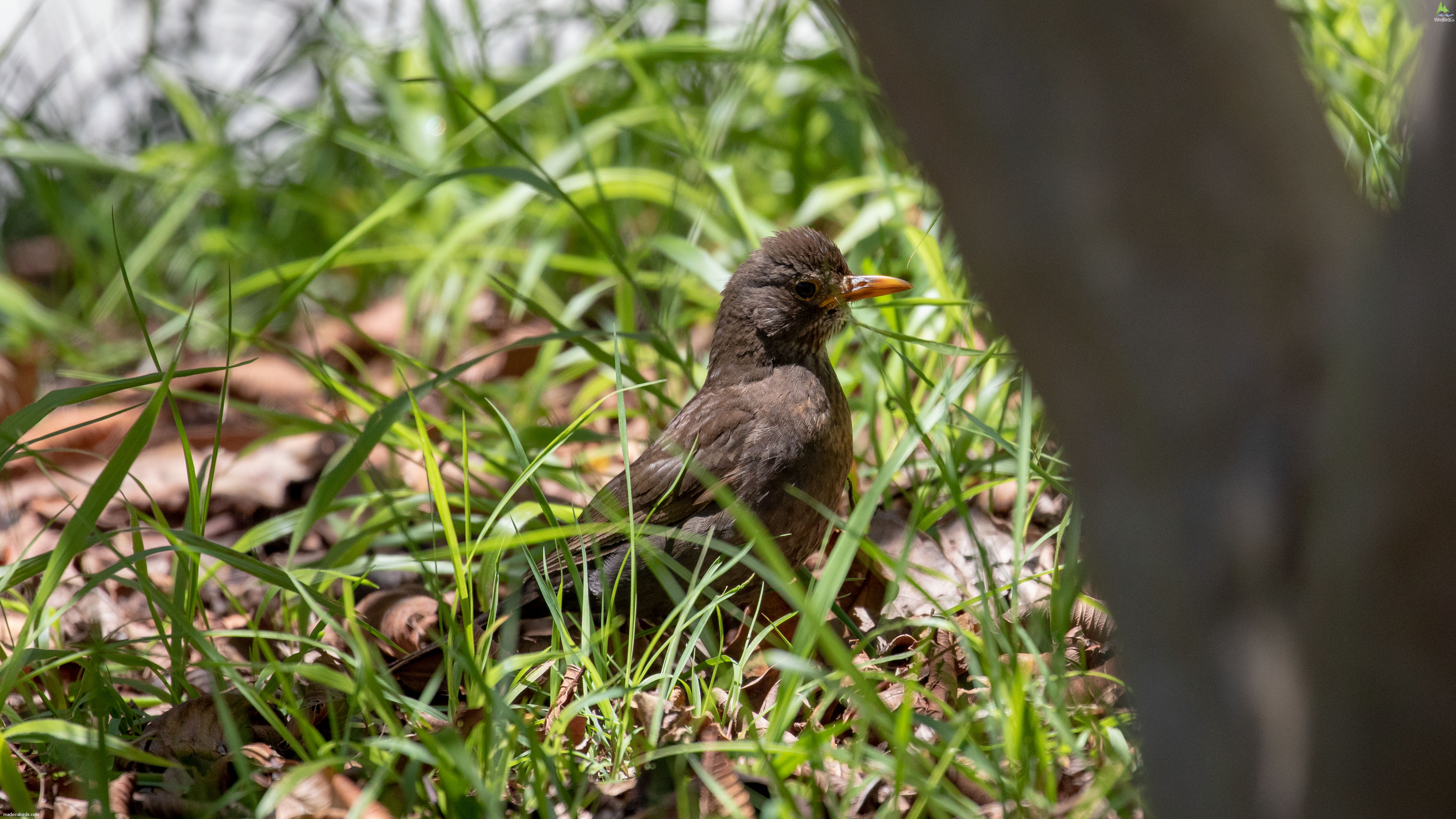 Common Blackbird Turdus merula cabrerae