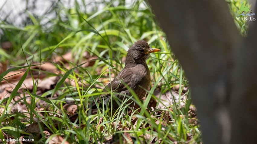 Common Blackbird Turdus merula cabrerae