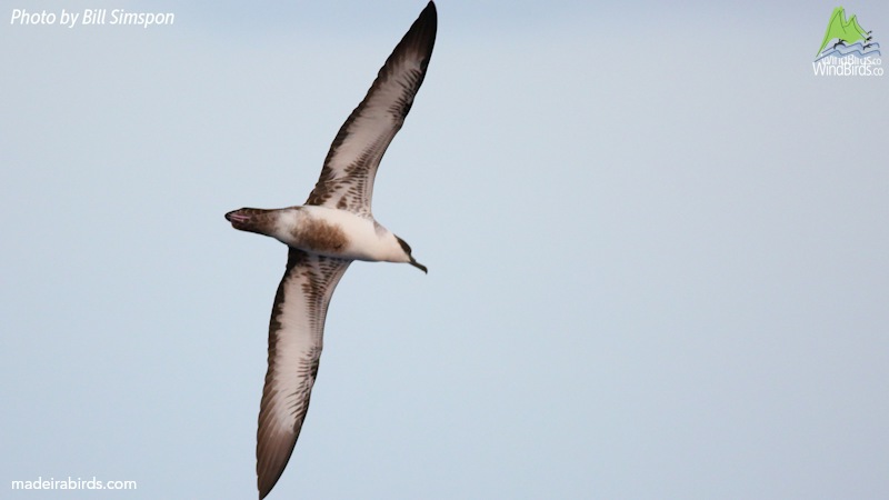 Great Shearwater Puffinus gravis