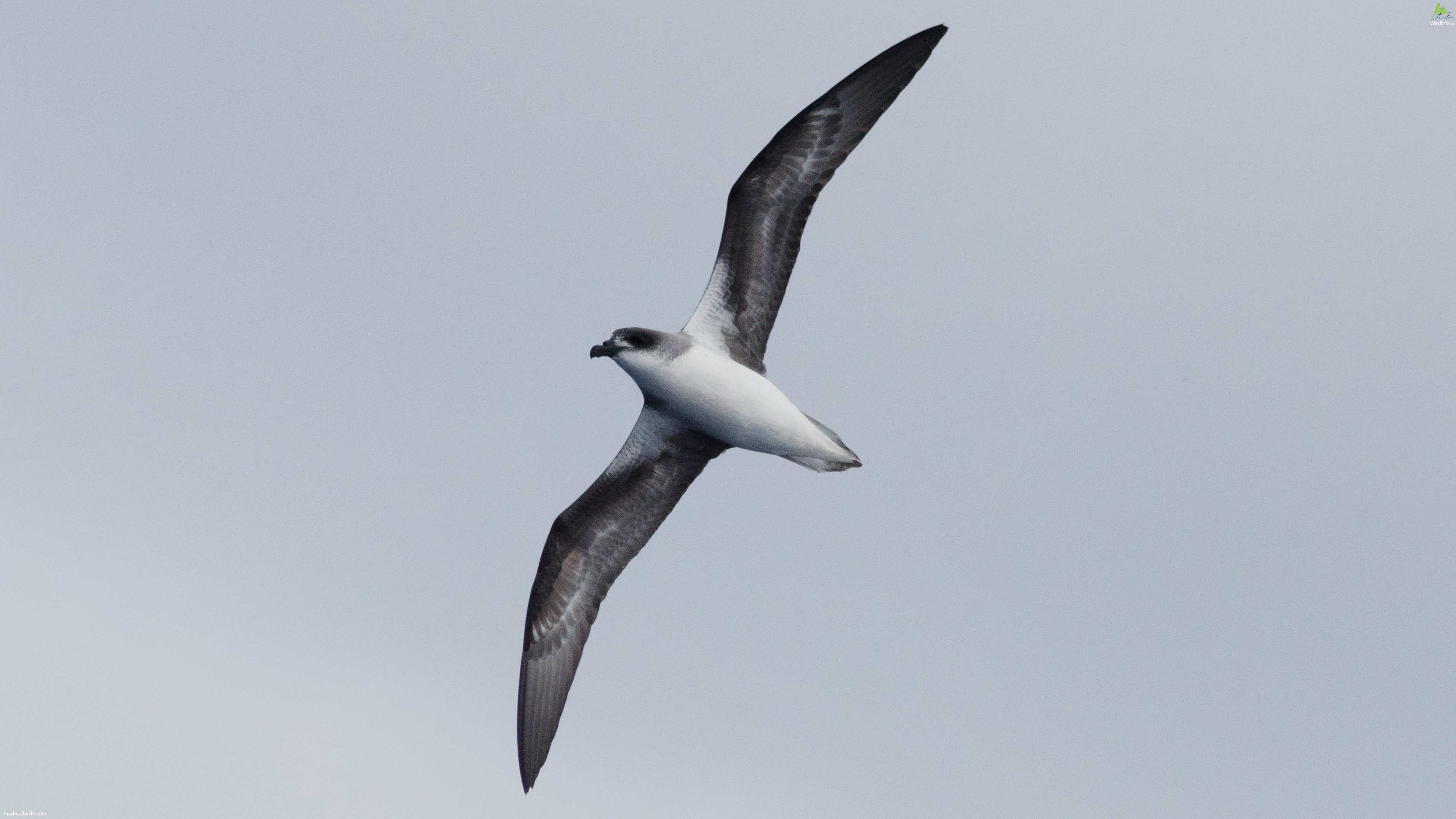 Fea's Petrel Pterodroma feae