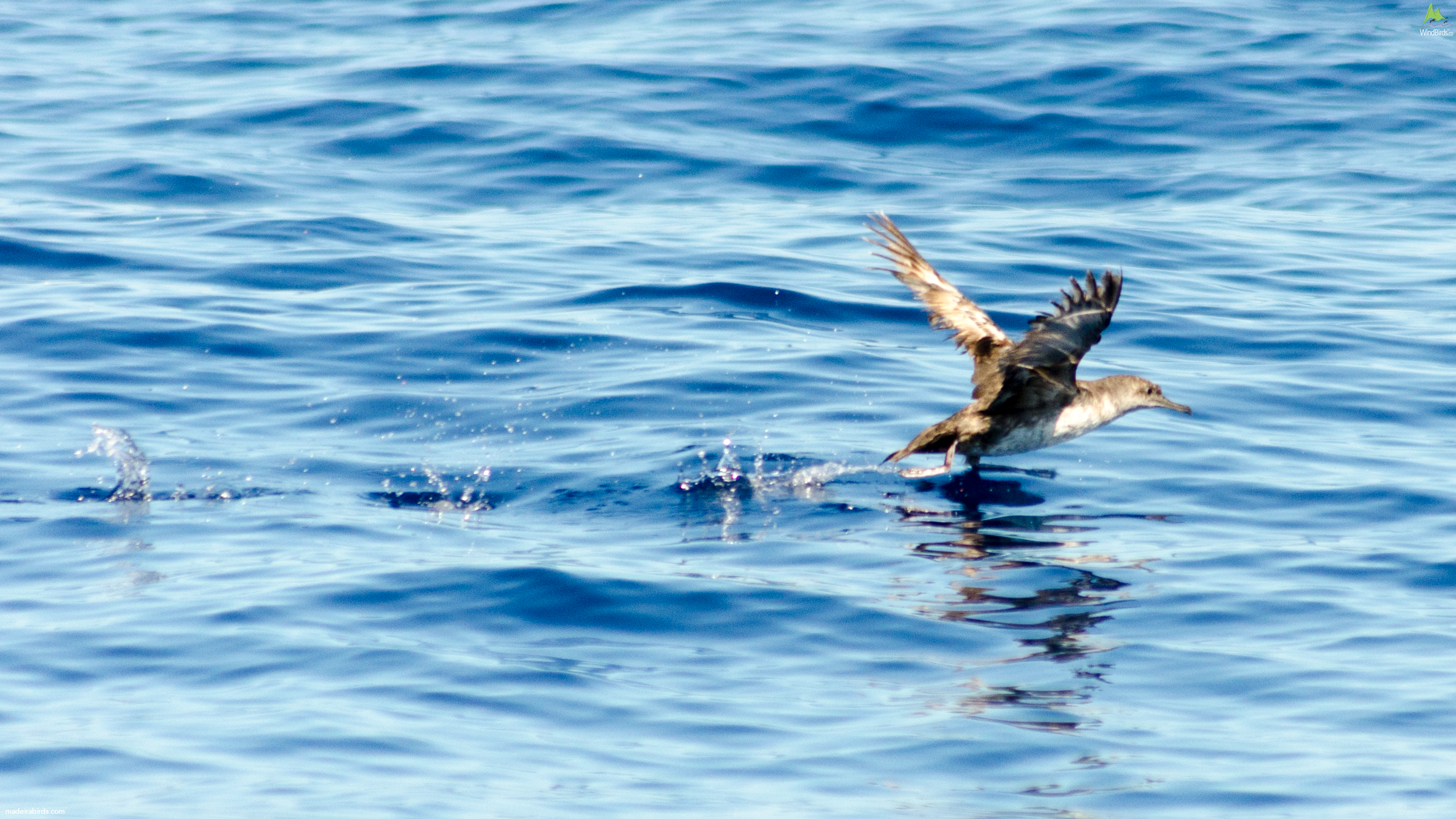 Balearic shearwater Puffinus mauretanicus