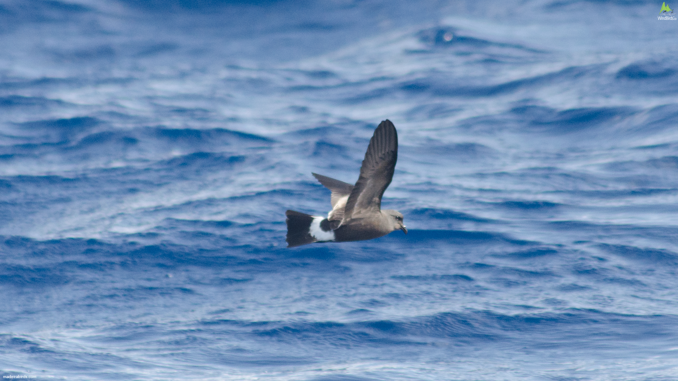Madeiran Storm Petrel Oceanodroma castro