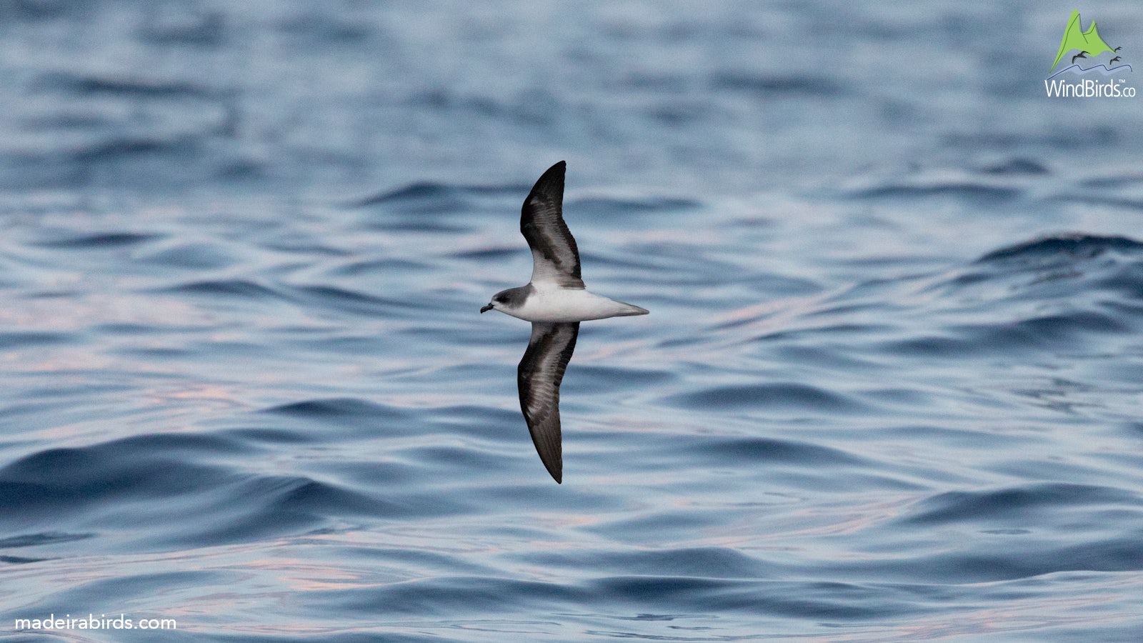 Zino's Petrel Pterodroma madeira