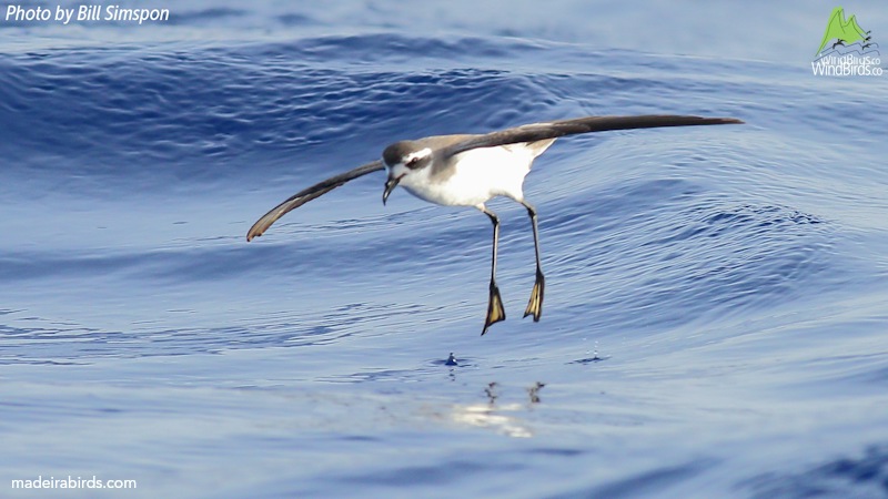 White-faced Storm Petrel Pelagodroma marina hypoleuca
