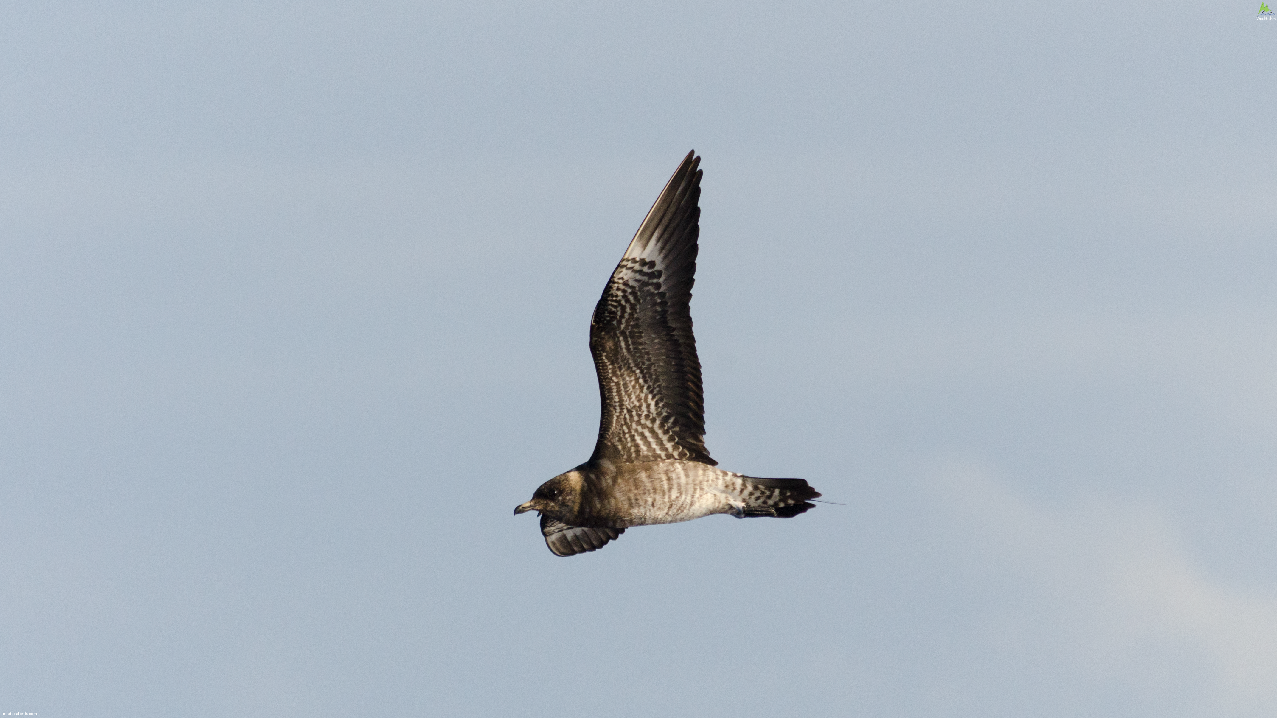 Long-tailed Jaeger Stercorarius longicaudus