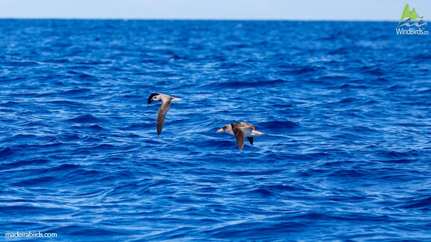 Desertas' Petrel and Cory's Shearwater