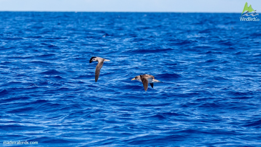 Desertas' Petrel and Cory's Shearwater