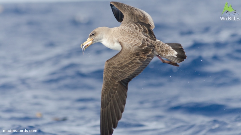 cory shearwater calonectris borealis