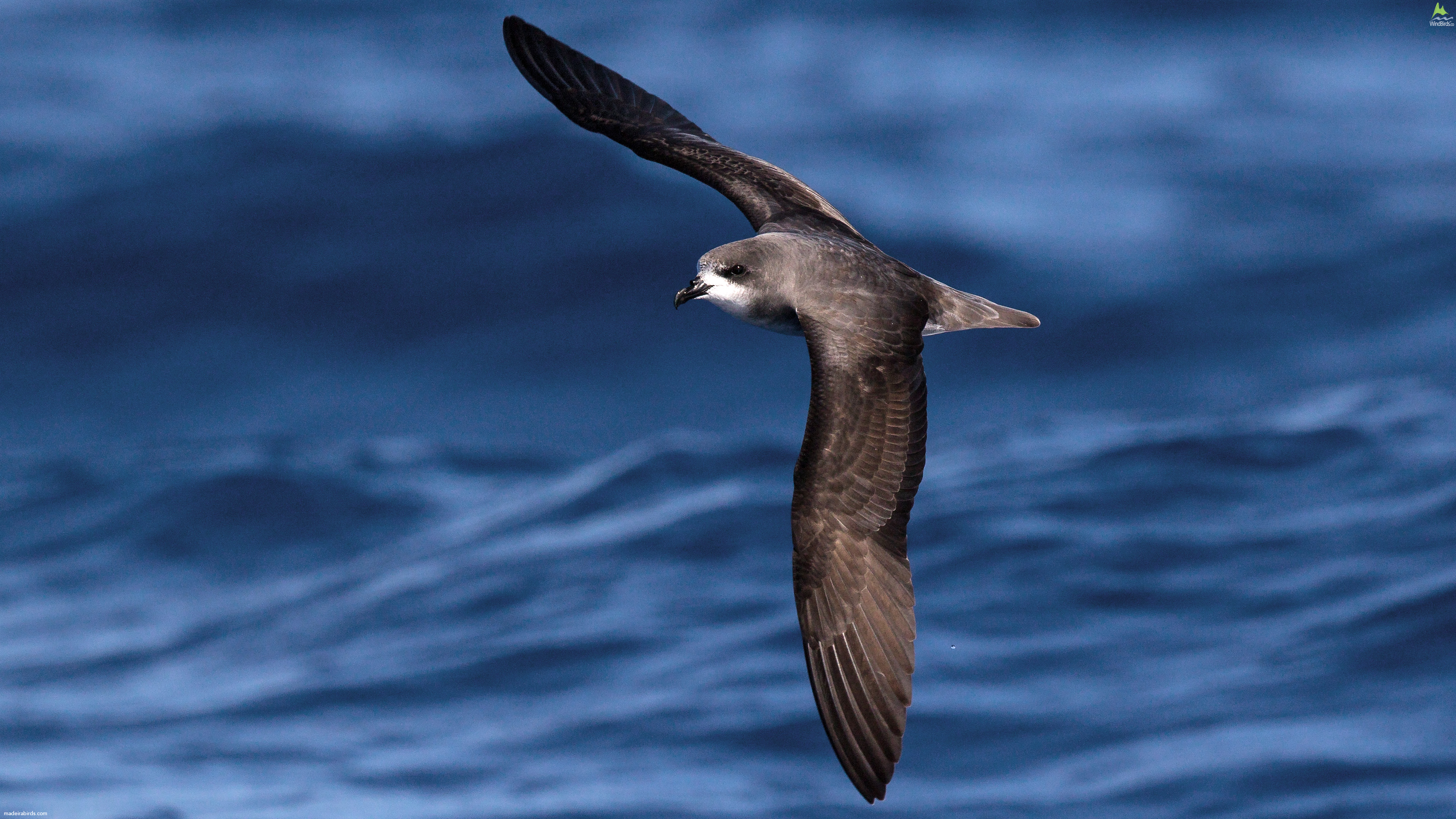 Zino's Petrel Pterodroma madeira