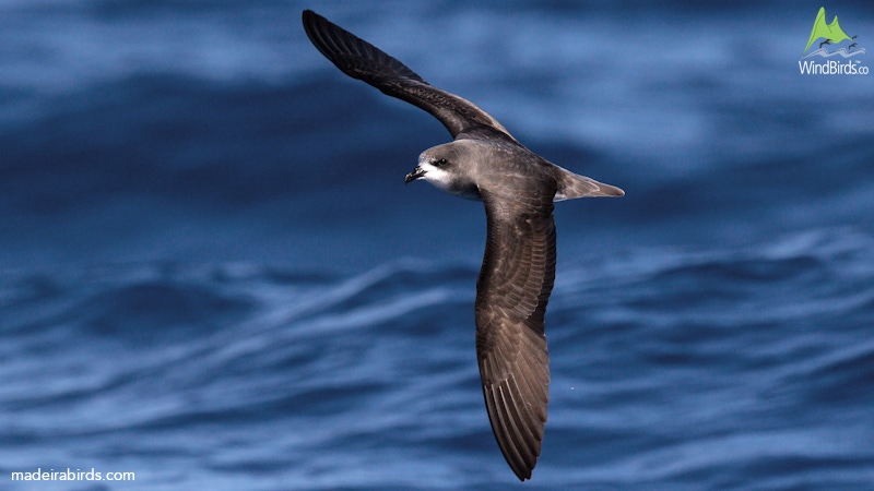 Zino's Petrel Pterodroma madeira