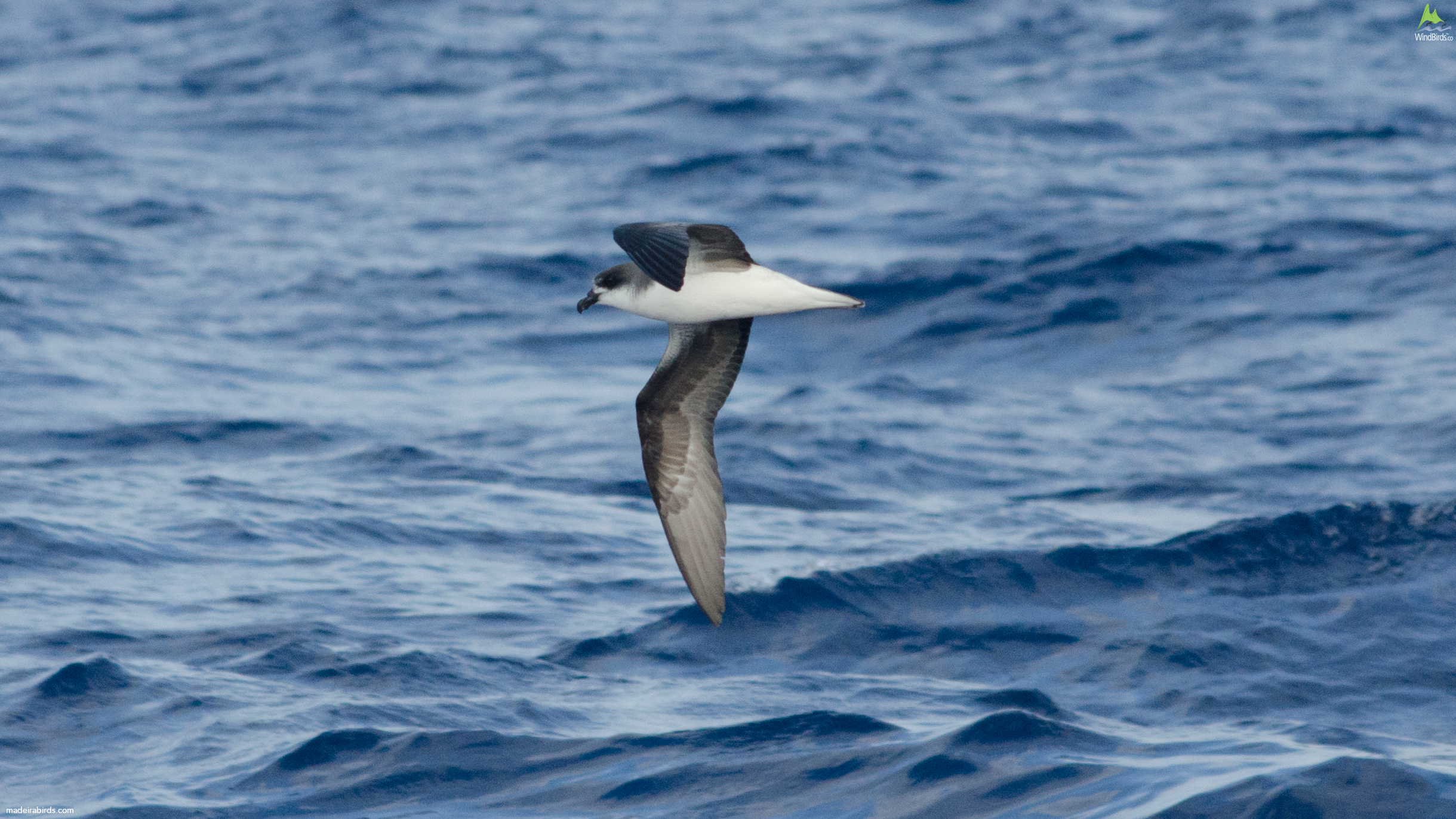 Fea's Petrel Pterodroma feae/deserta