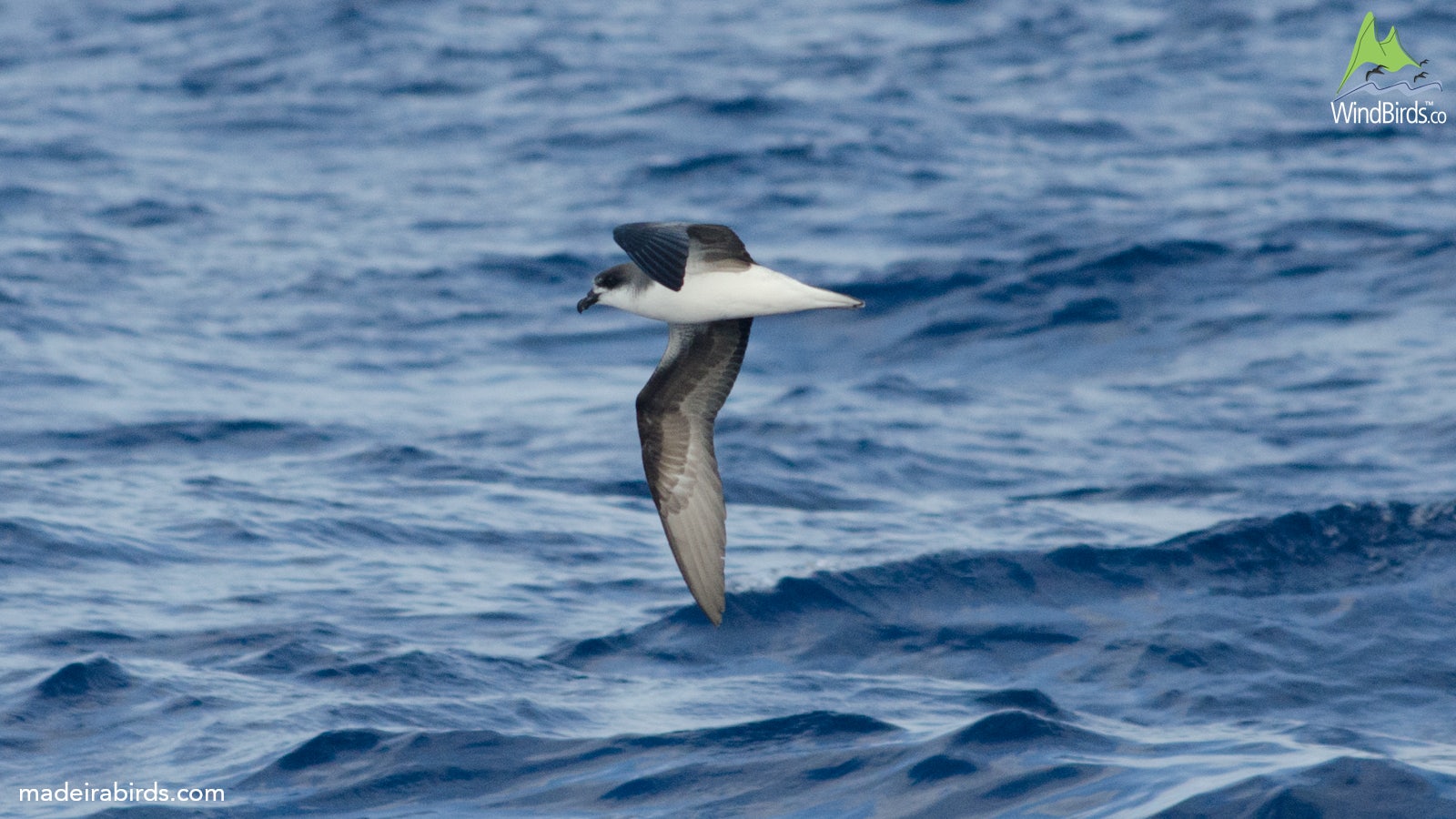 Fea's Petrel Pterodroma feae/deserta