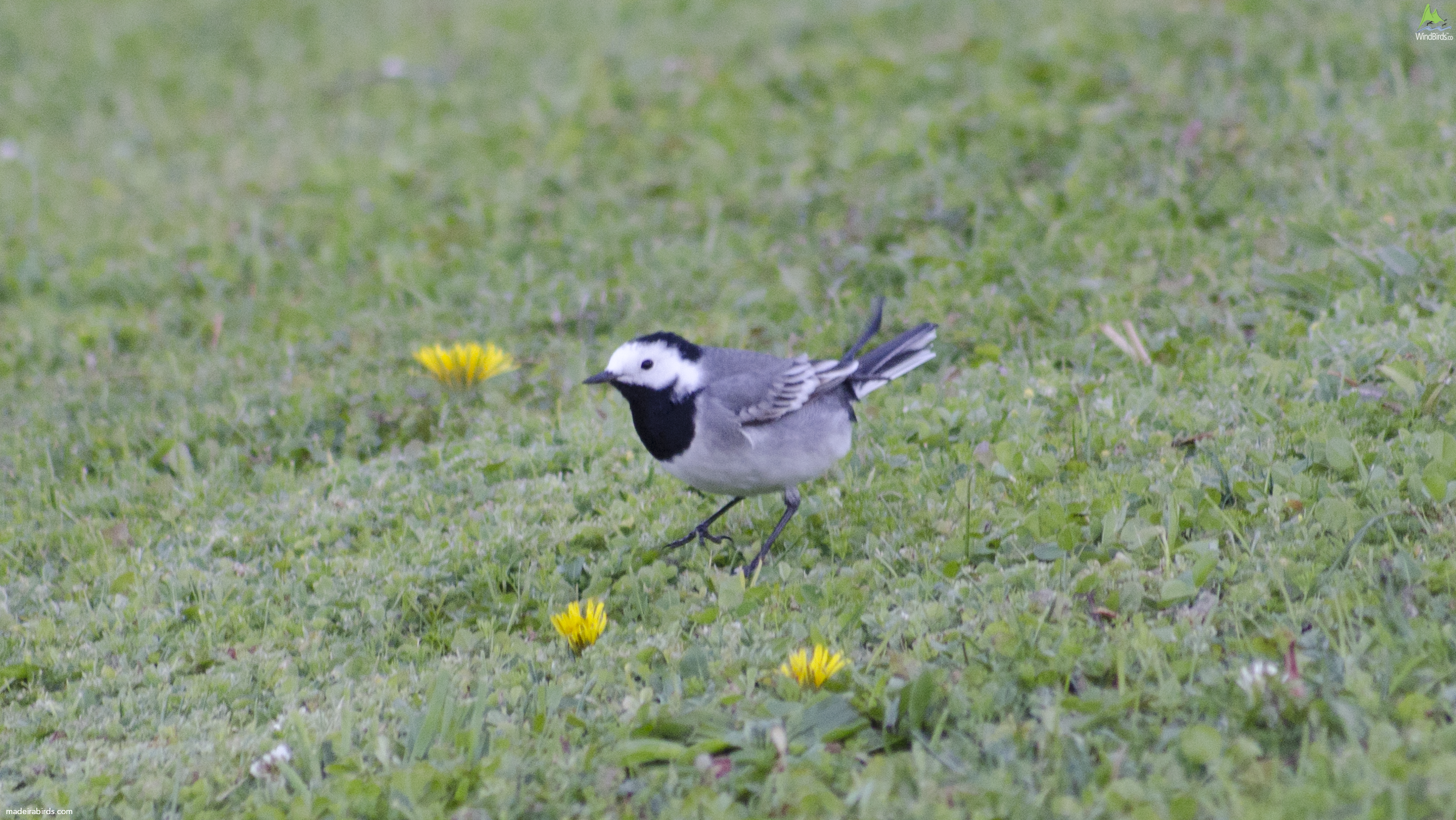 White Wagtail Motacilla alba alba