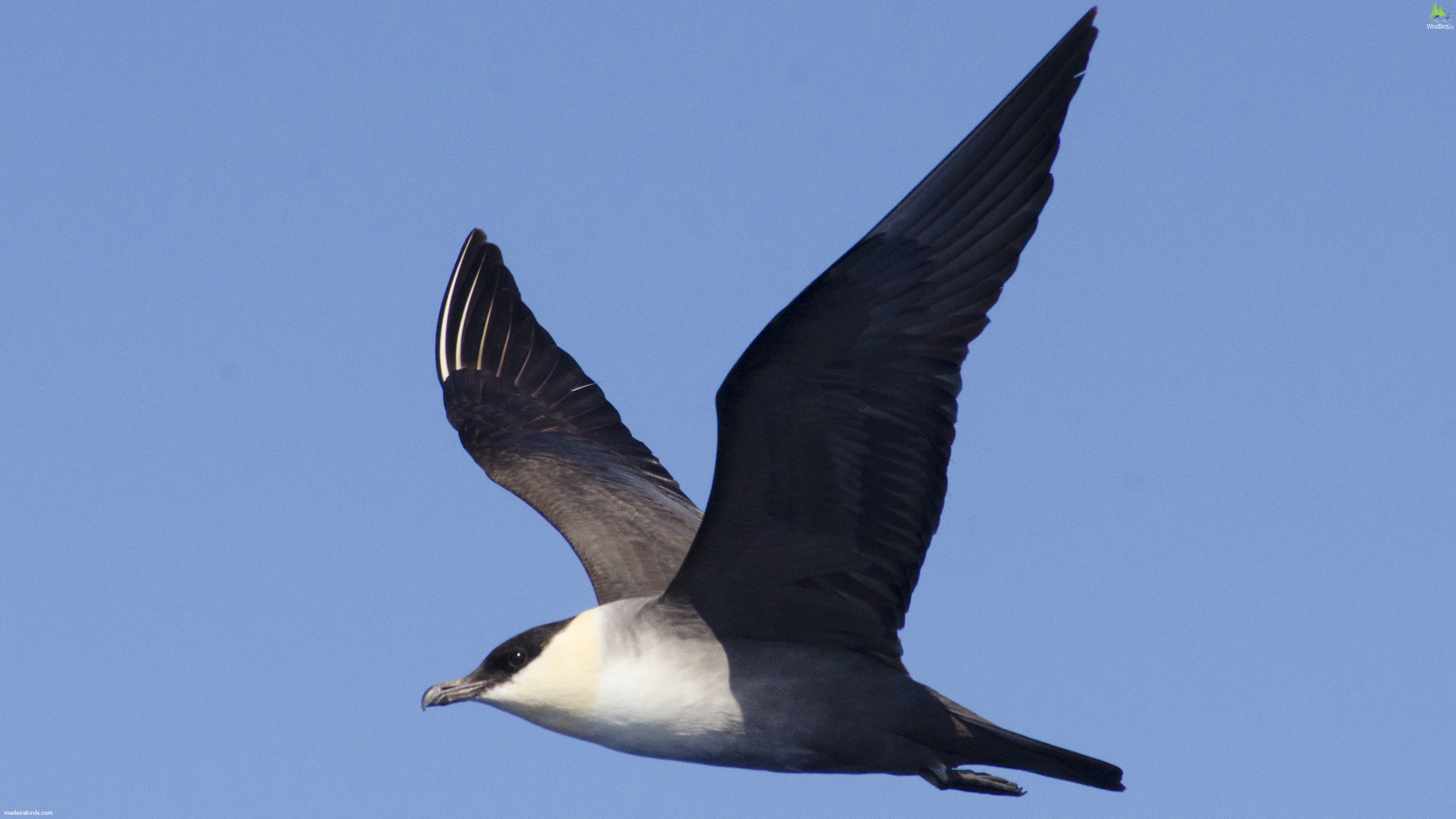 Long-tailed Jaeger Stercorarius longicaudus