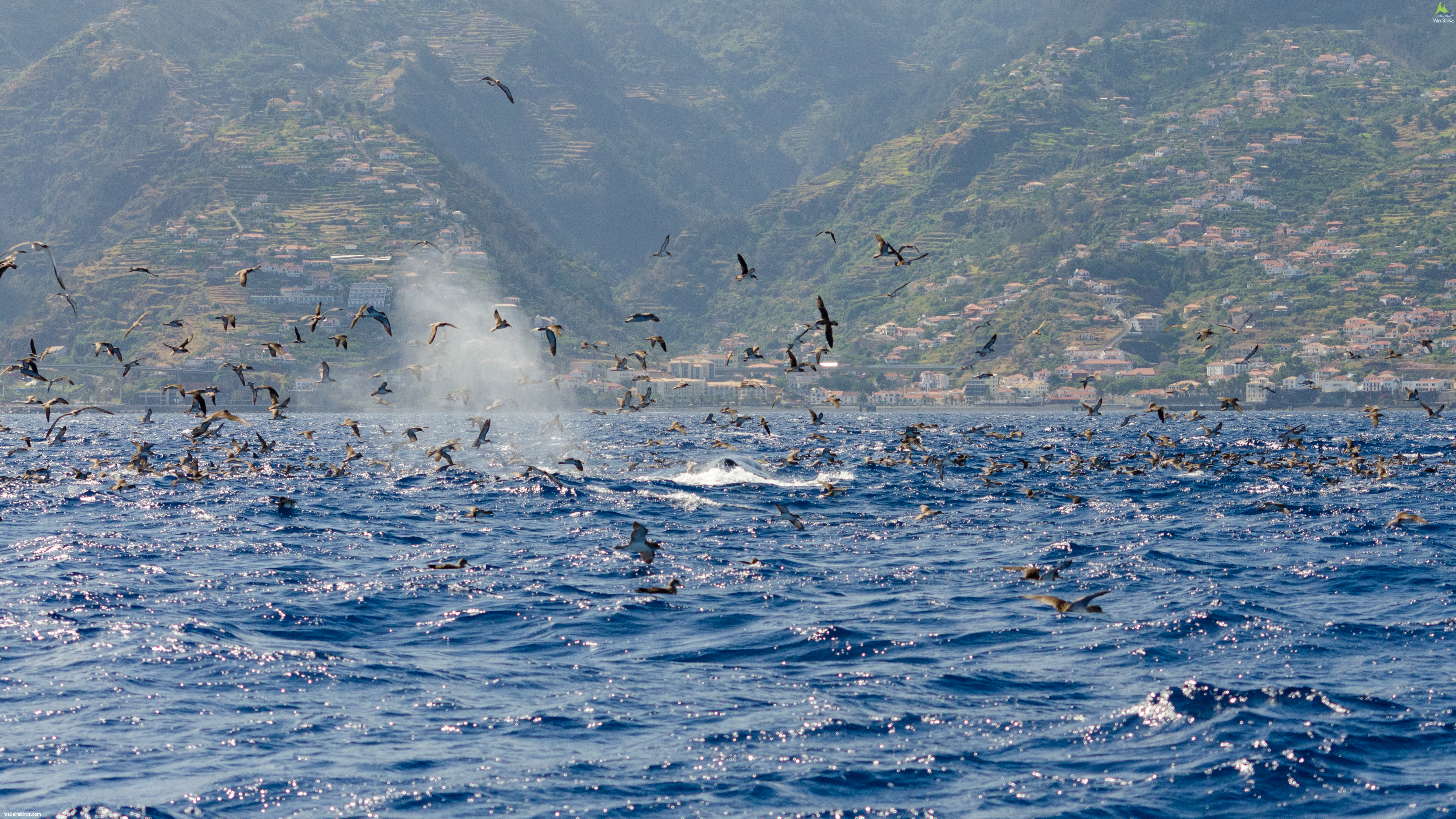 cory shearwater calonectris borealis
