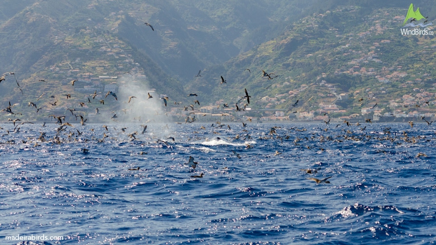 cory shearwater calonectris borealis