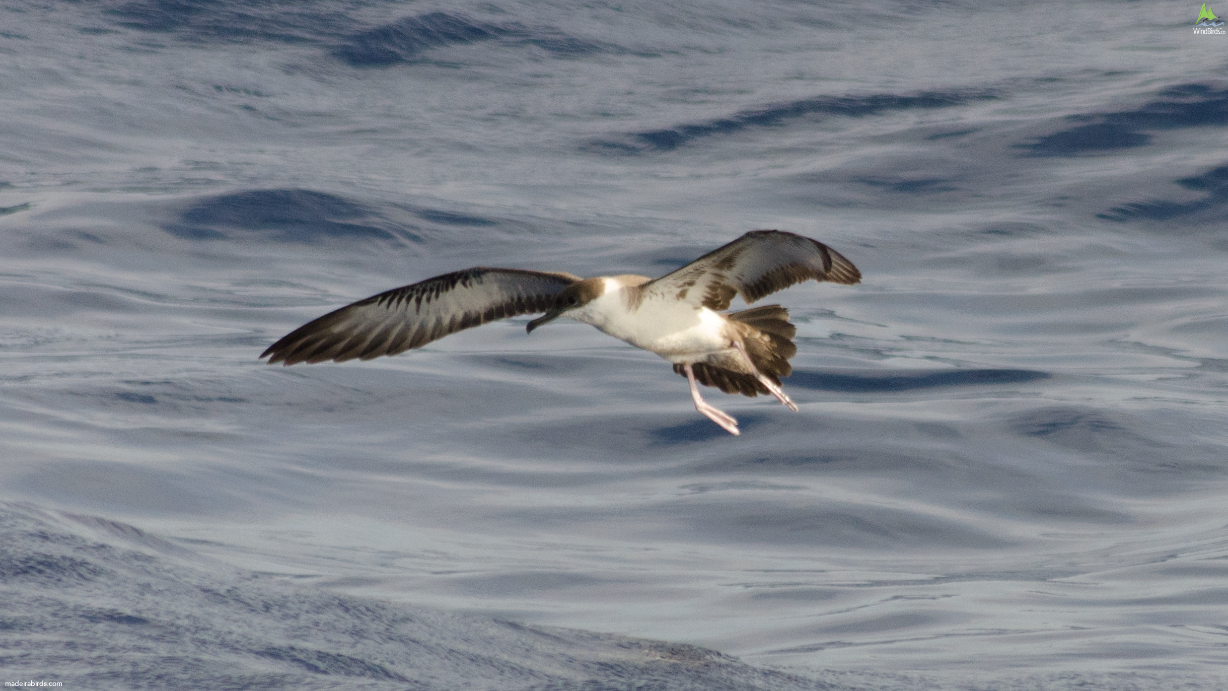 Great Shearwater Puffinus gravis