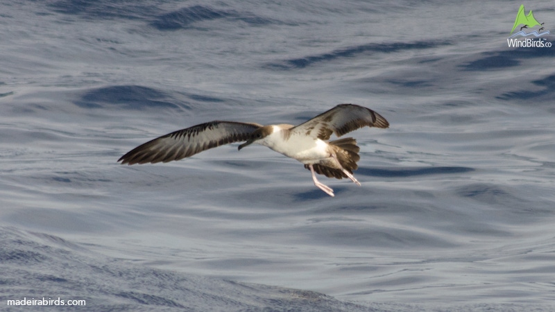 Great Shearwater Puffinus gravis