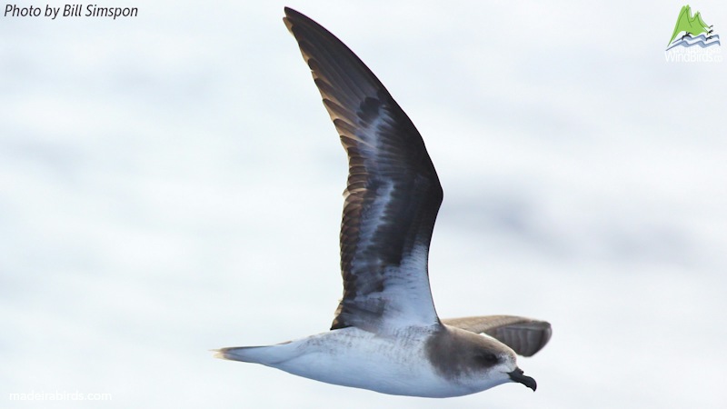 Zino's Petrel Pterodroma madeira