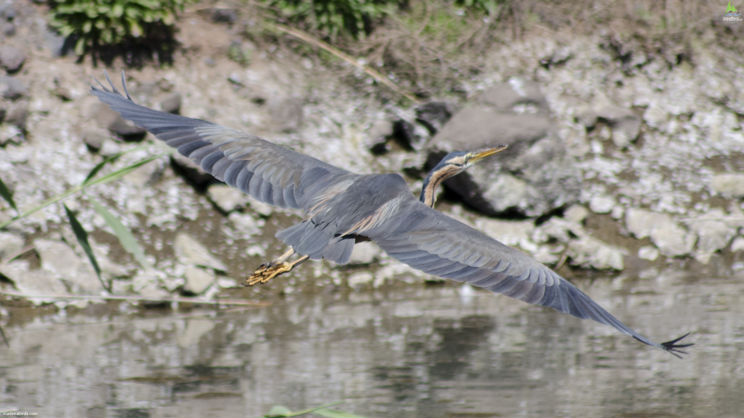 Purple Heron Ardea purpurea