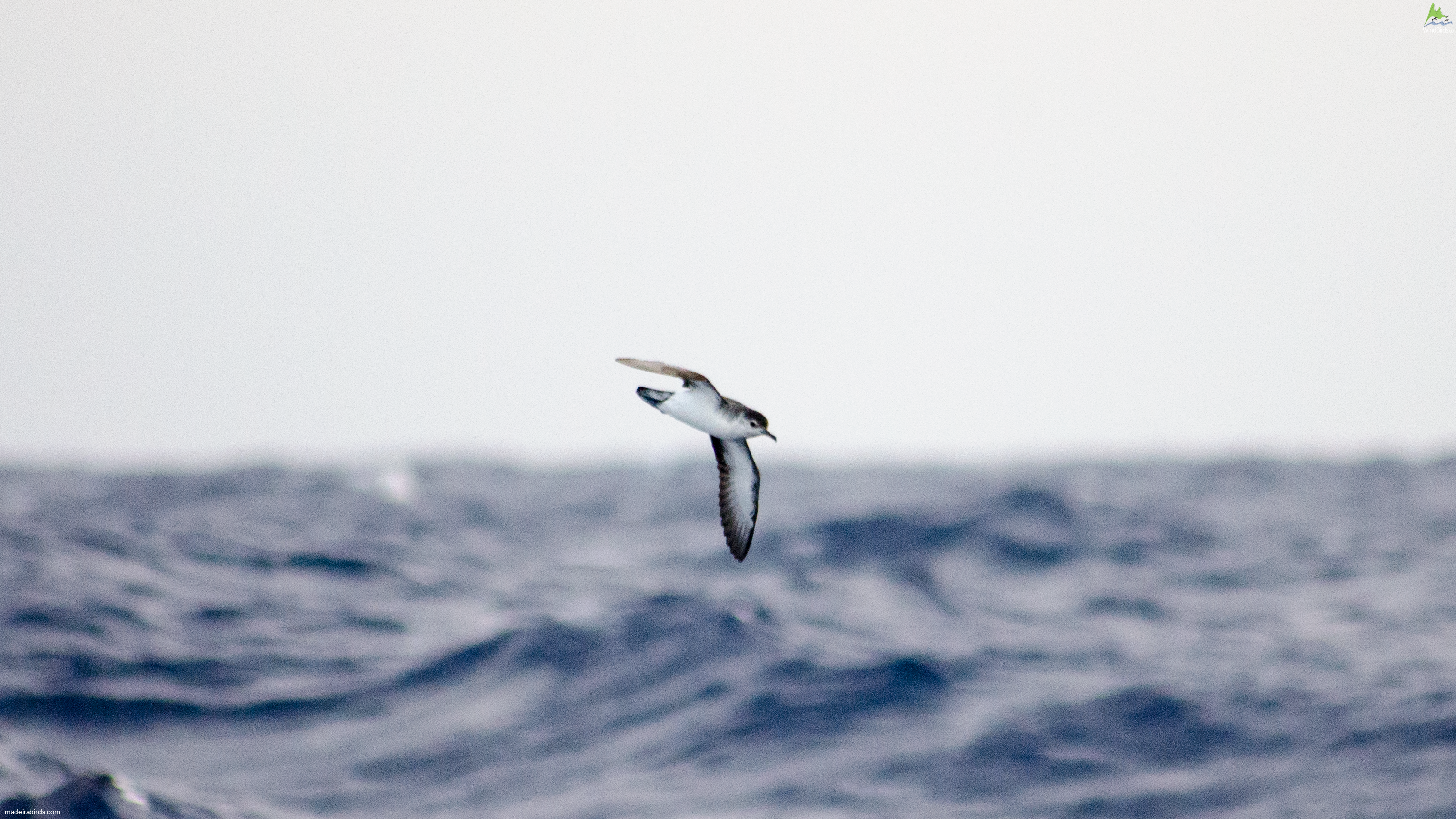 Barolo's shearwater Puffinus baroli