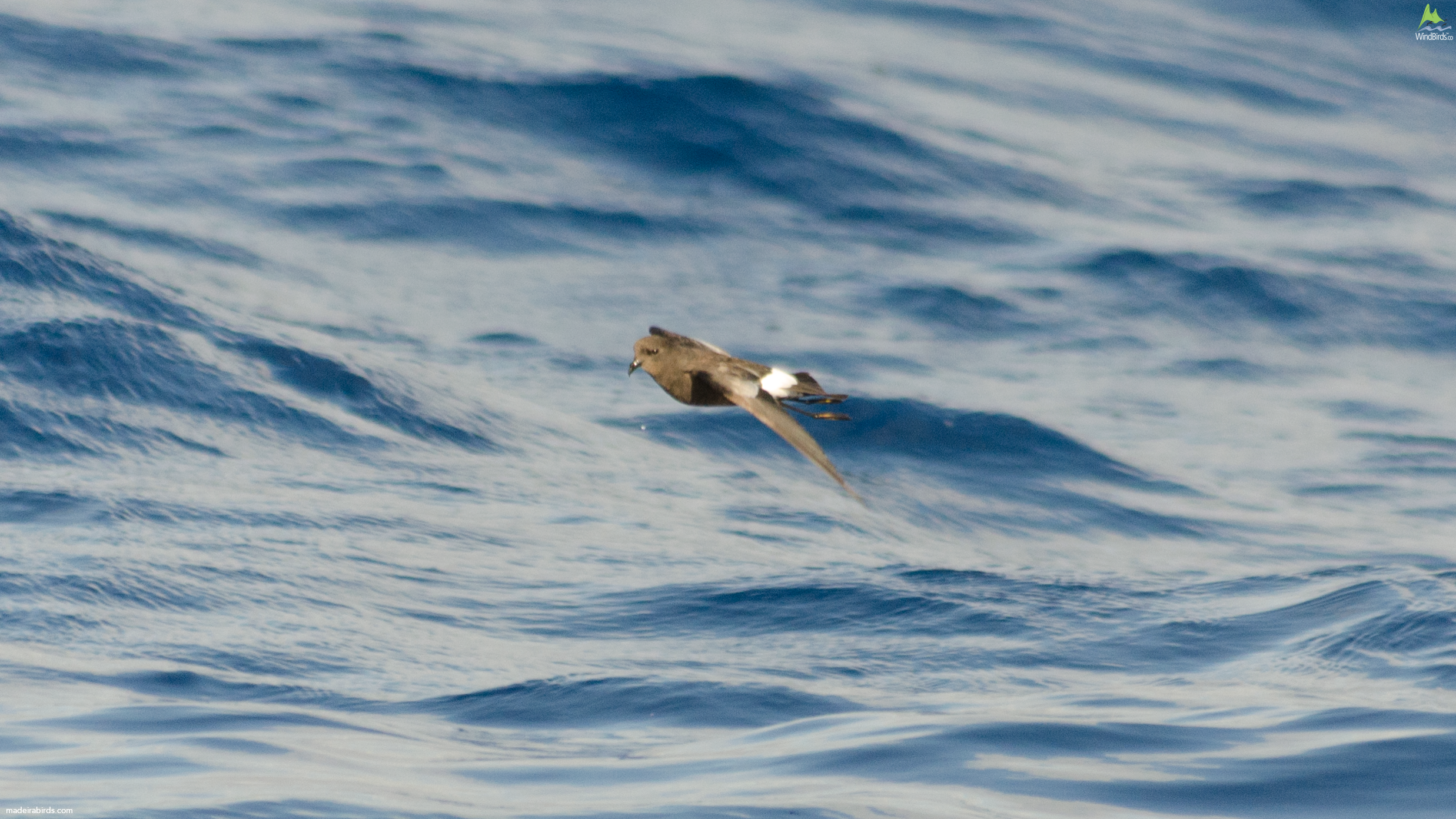Wilson's Storm-petrel Oceanites oceanicus