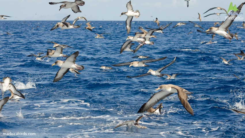 cory shearwater calonectris borealis