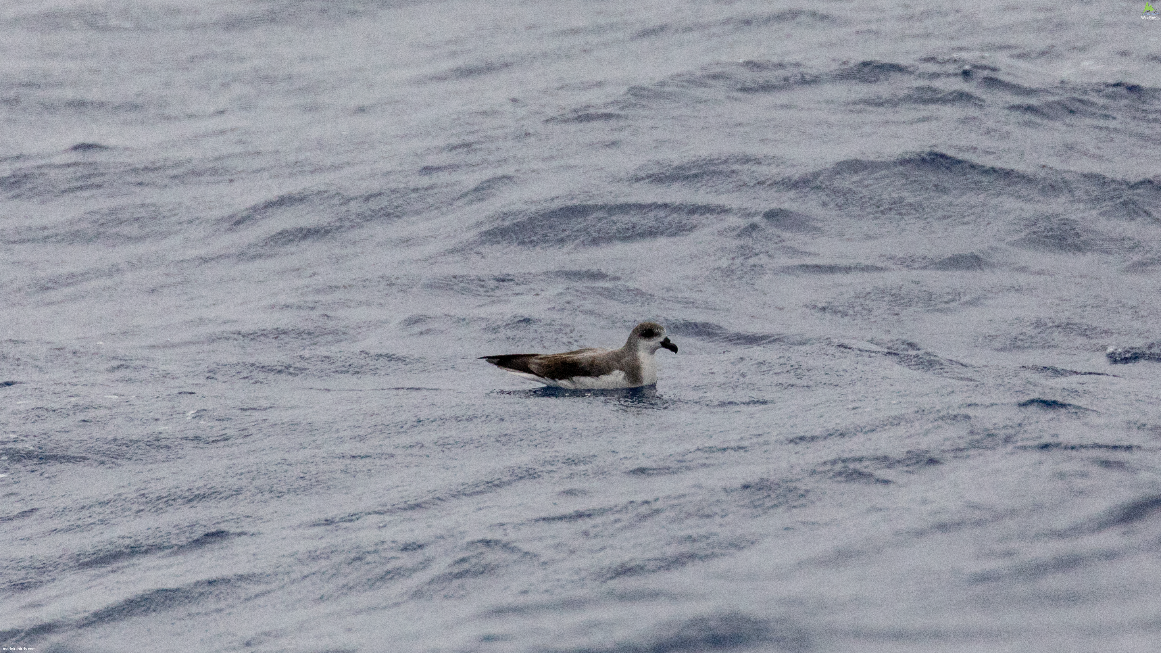 Fea's Petrel Pterodroma feae/deserta