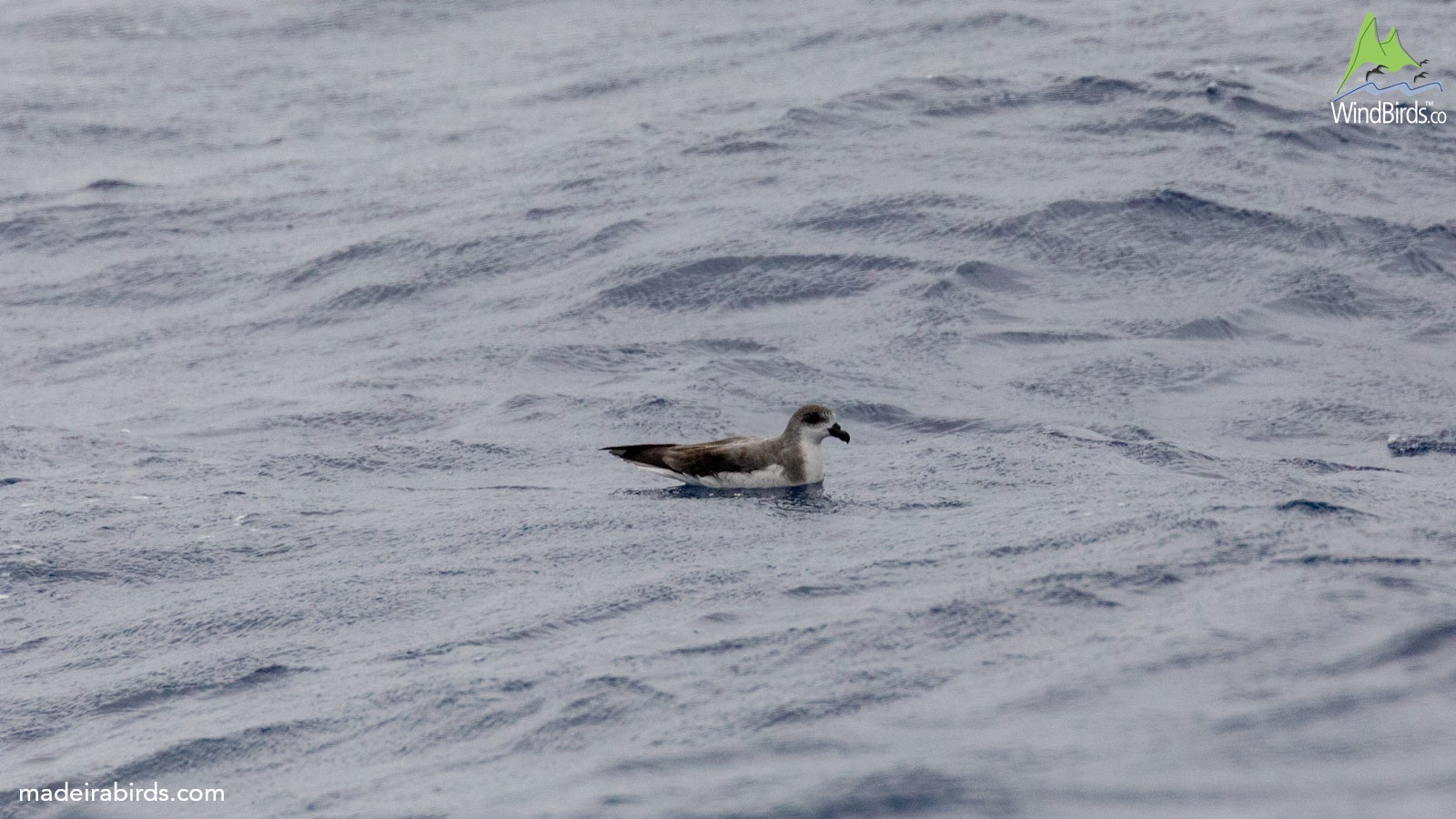 Fea's Petrel Pterodroma feae/deserta