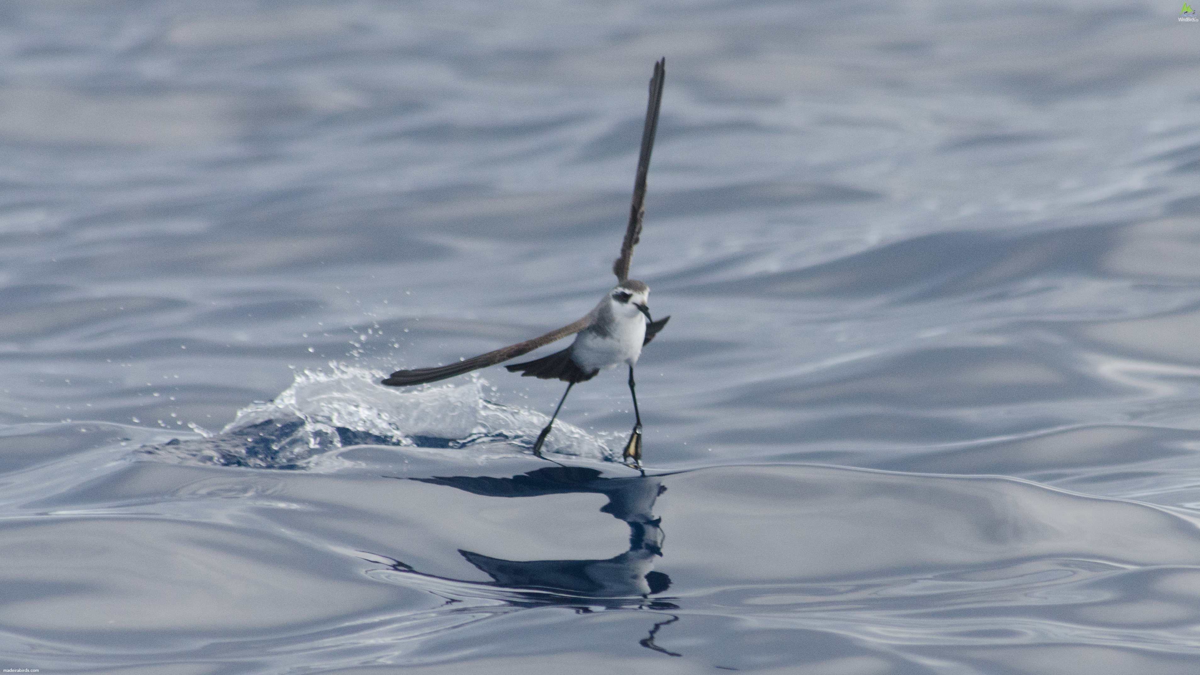 White-faced Storm Petrel Pelagodroma marina hypoleuca
