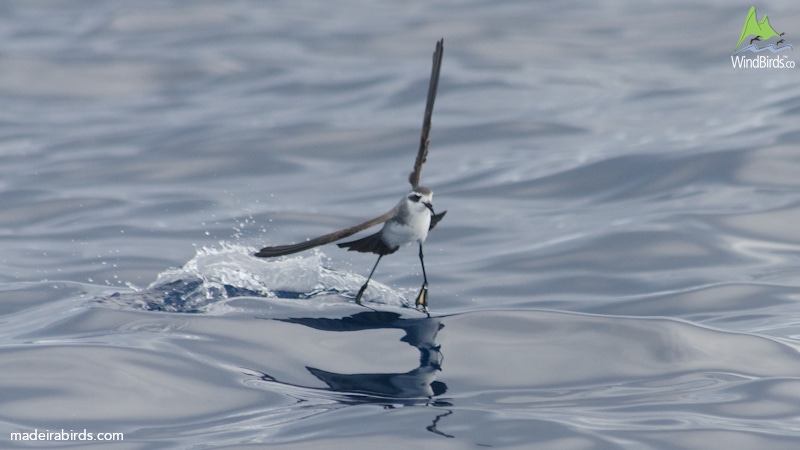 White-faced Storm Petrel Pelagodroma marina hypoleuca